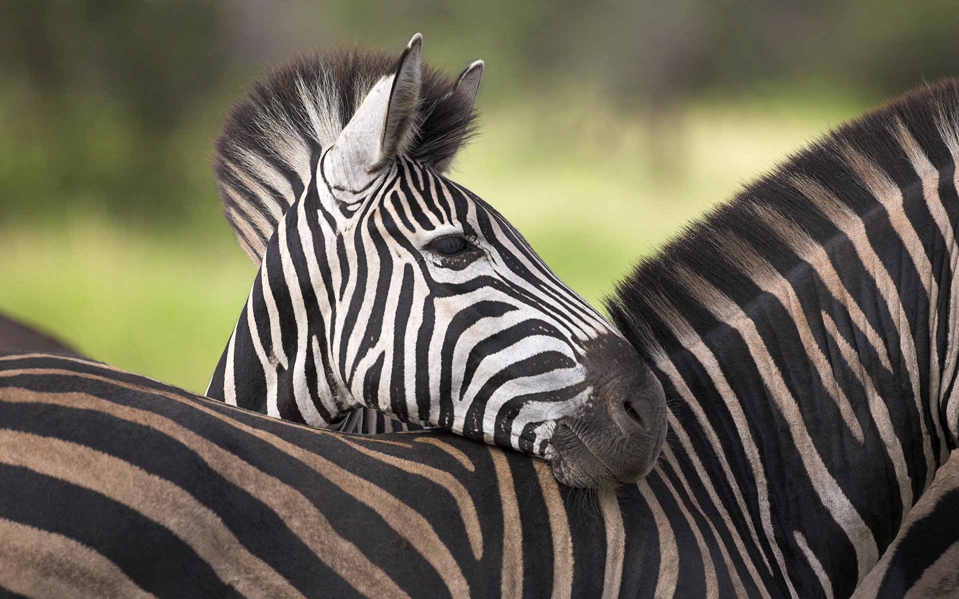 mutter und kind afrika zebras natur huftiere rücken streifen dschungel tiere schnauze foto ohren