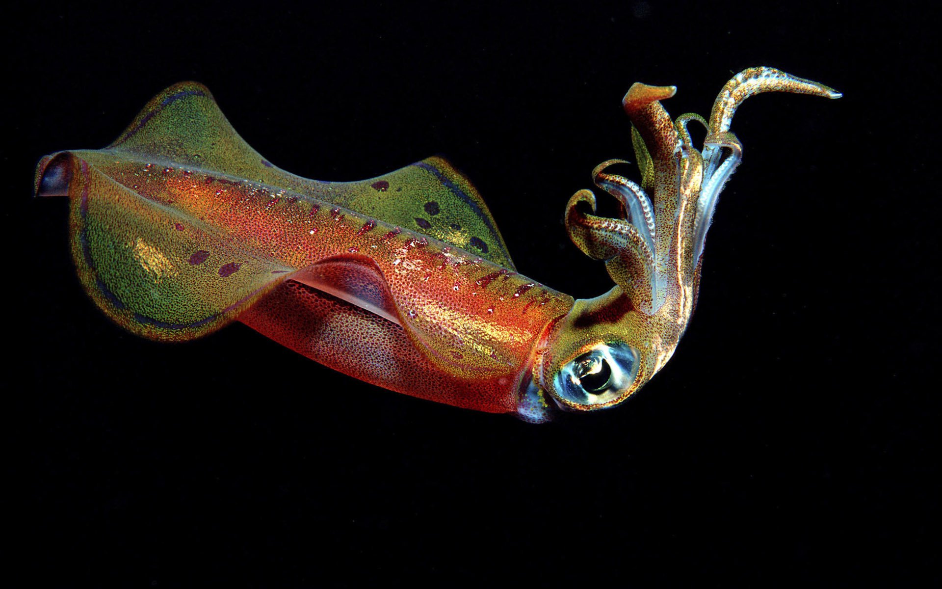 calamari sfondo nero colori uccelli acquatici tentacoli acqua foto mondo sottomarino