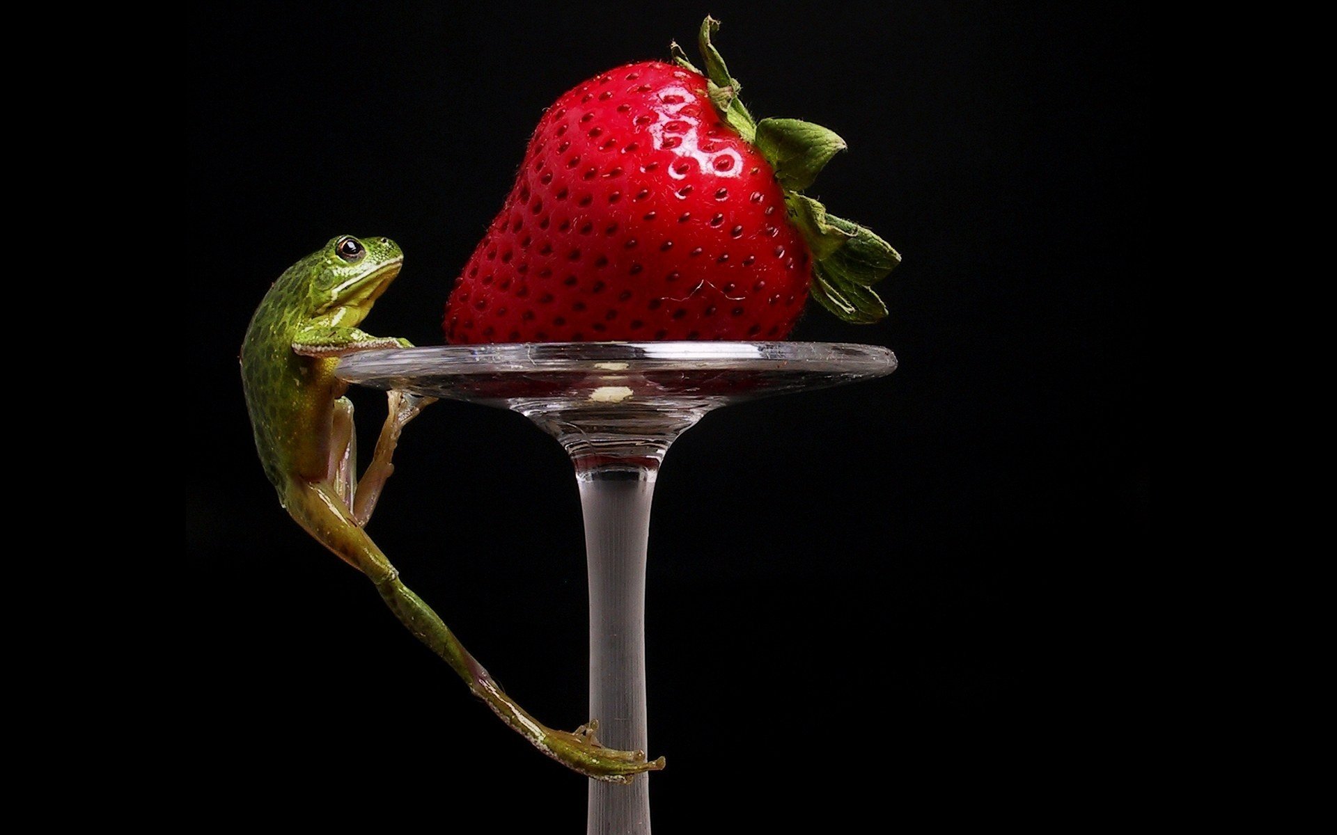 crapaud vert tasse fraise fond verre à vin noir baie