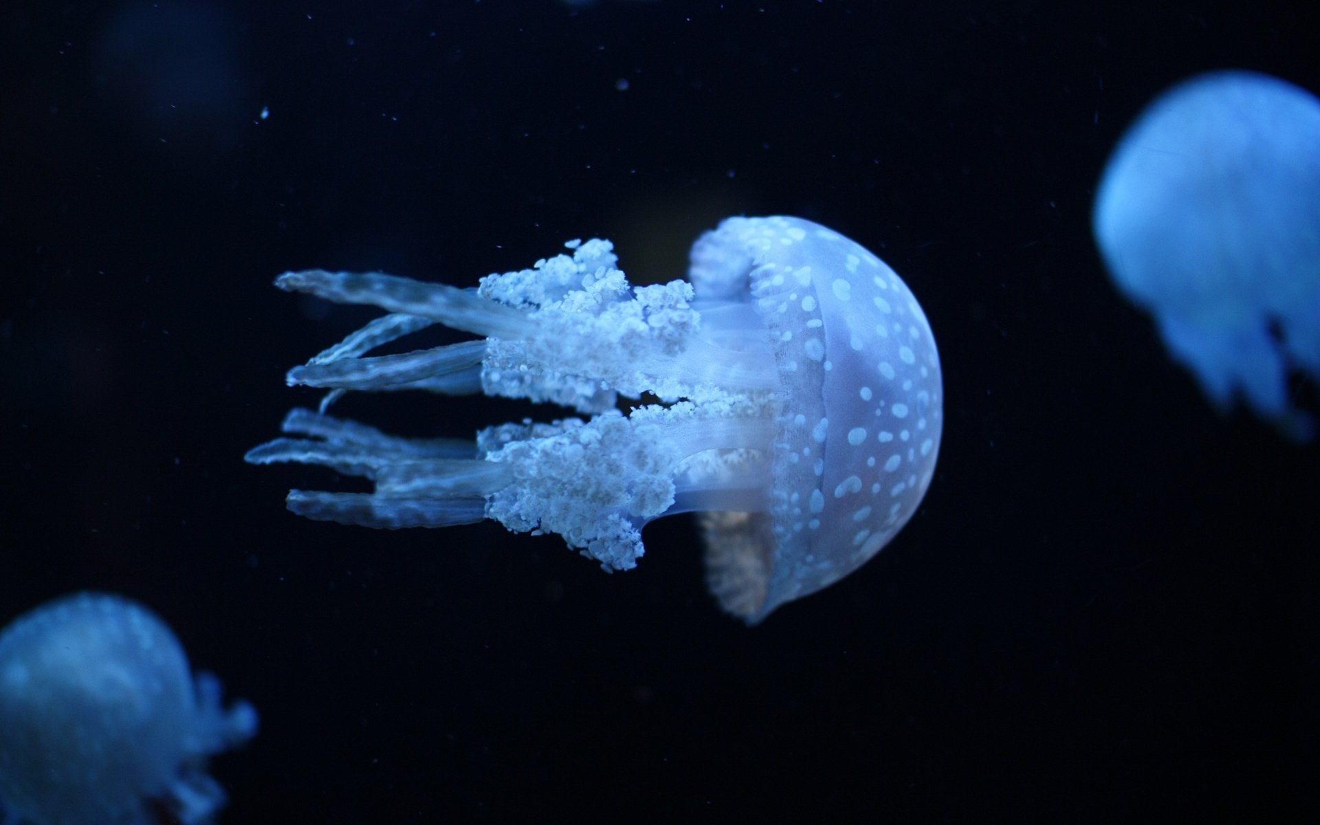 nero viola meduse assassine meduse bagliore blu uccelli acquatici acqua sfondo nero foto mondo sottomarino