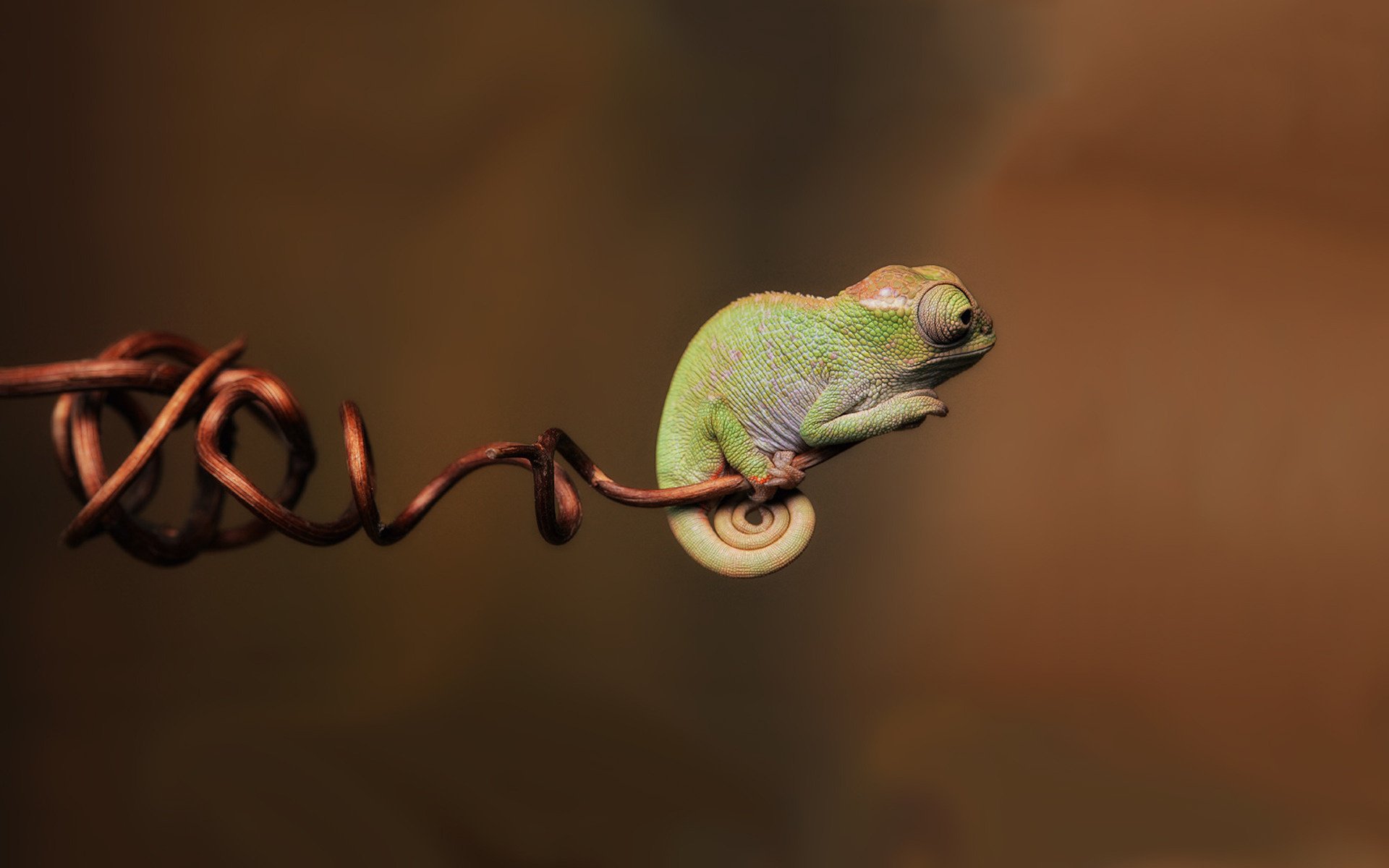 criatura verde árbol camaleón