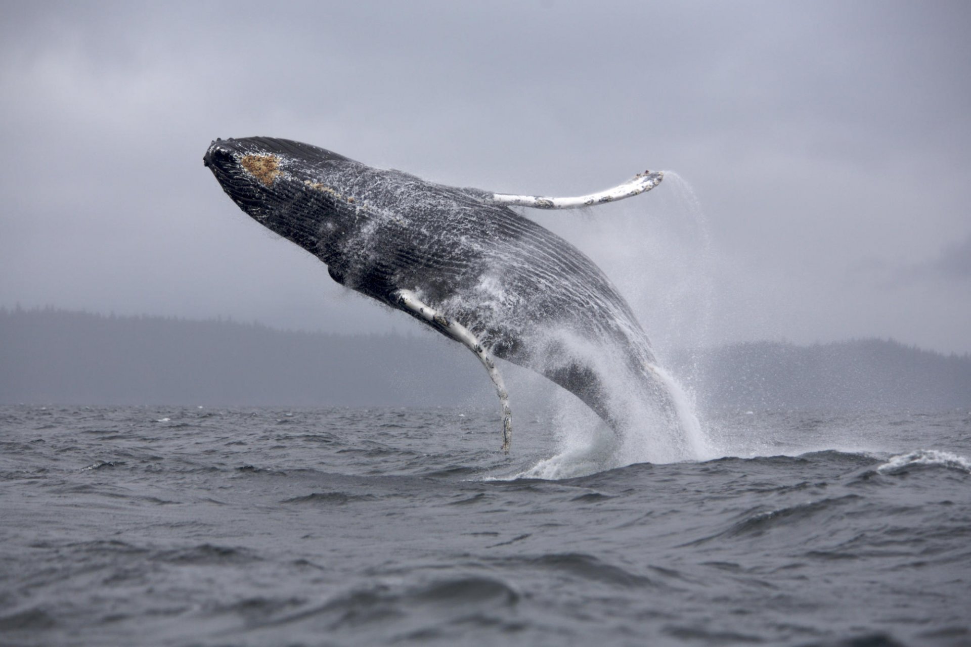 sprung wal weite des meeres wasservögel schwarzweiß unterwasserwelt