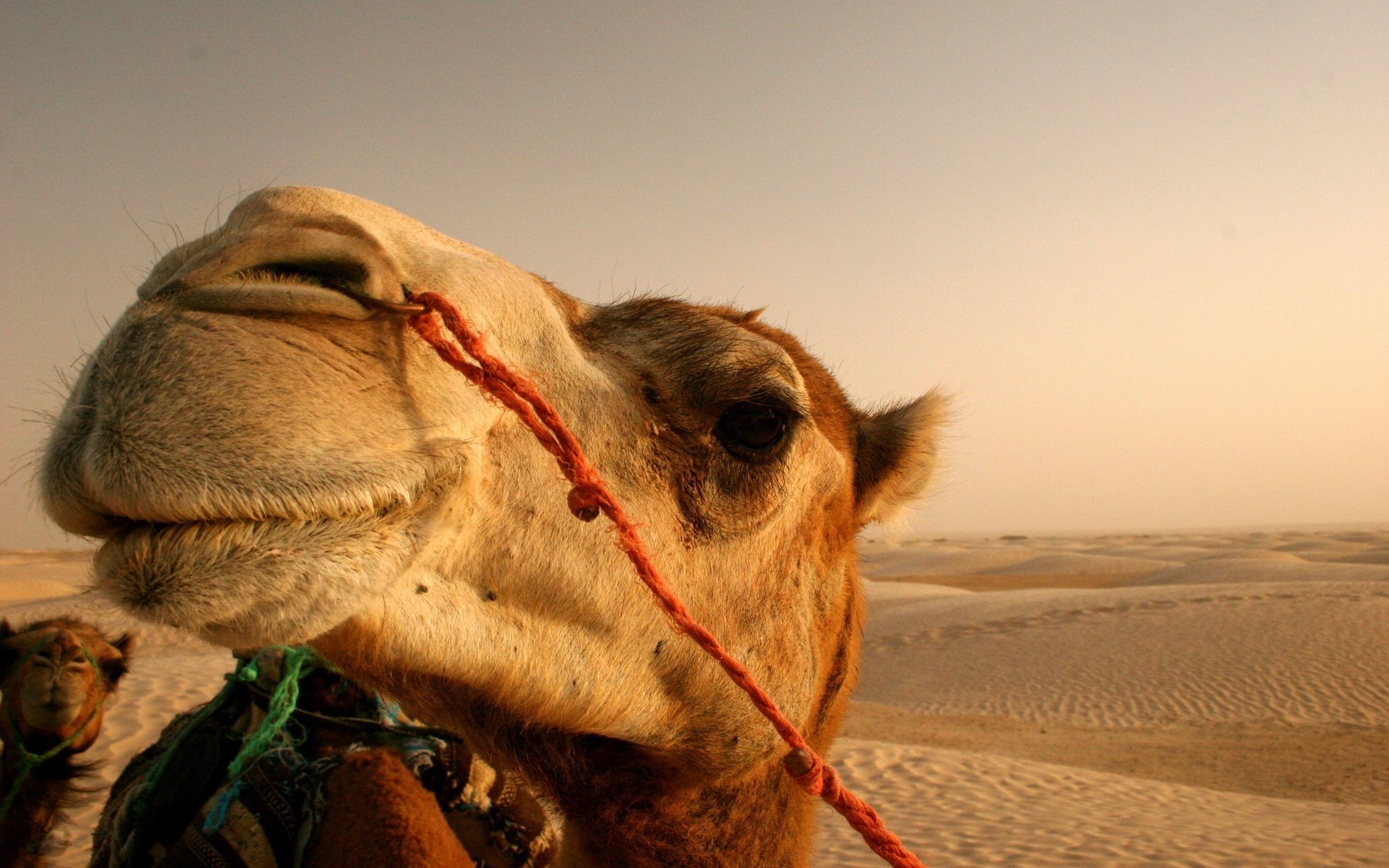 chameau corde désert sable ongulés vue