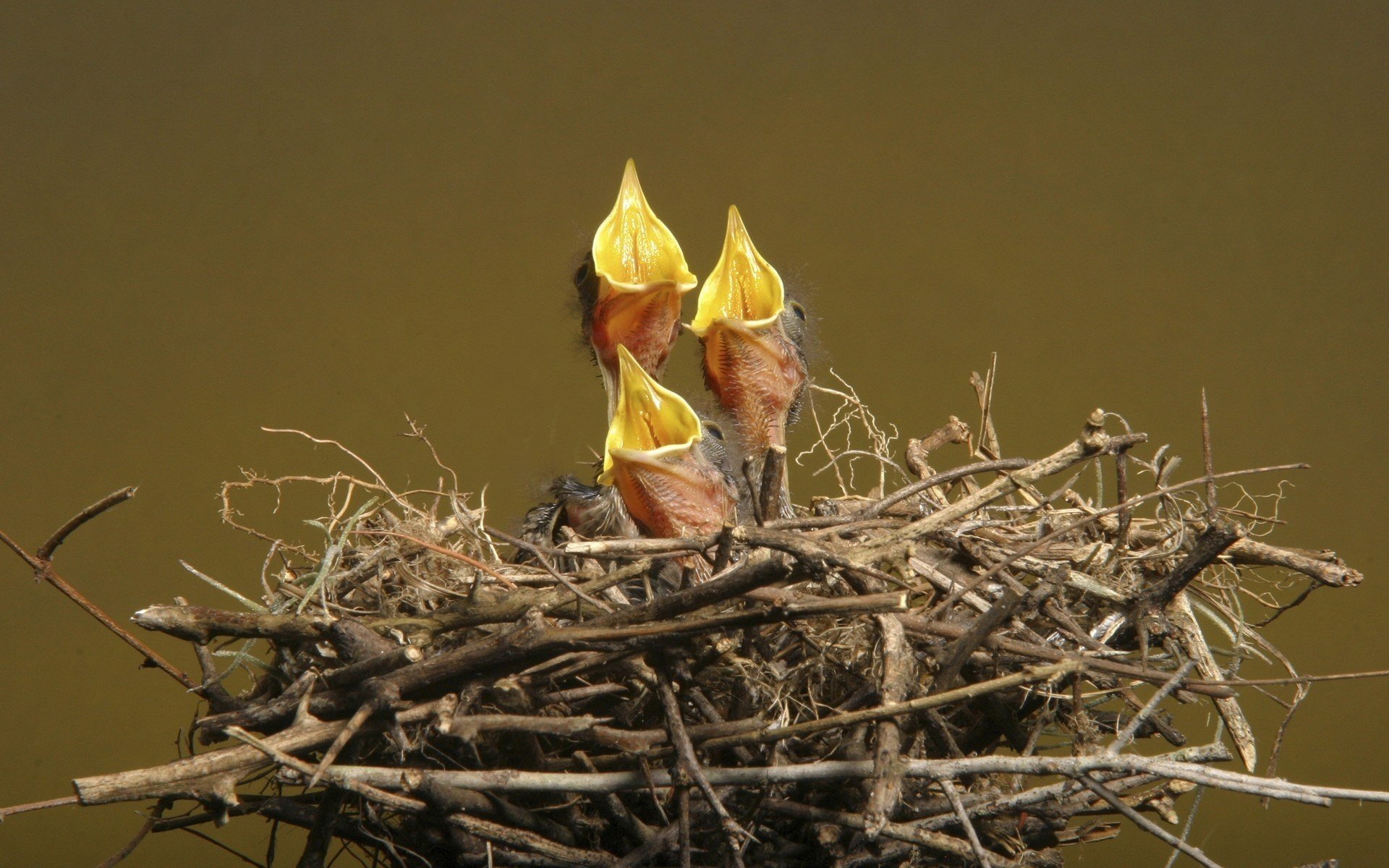 poussins becs nid brindilles oiseaux à plumes