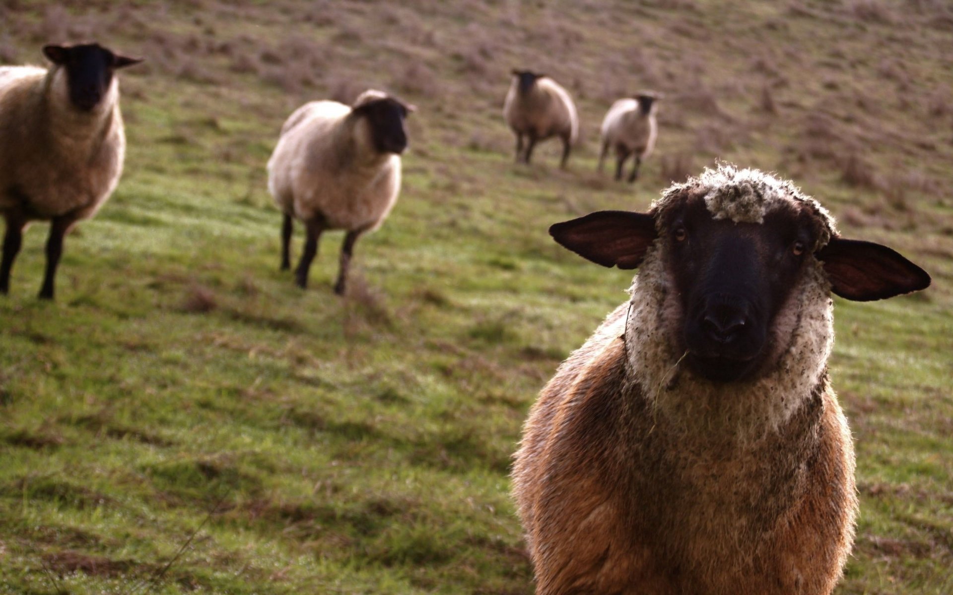 heep dark faces pasture ungulate