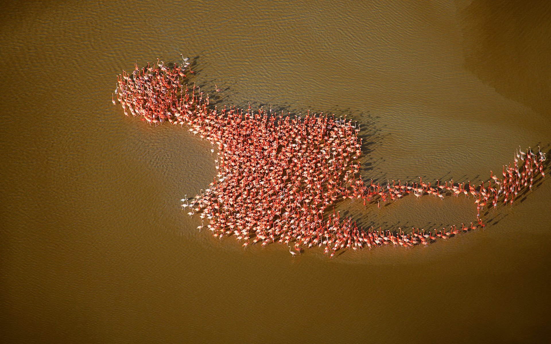 flamingo ludzie kolaż