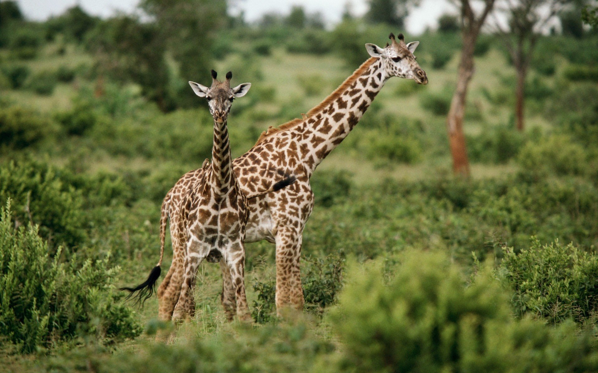 giraffes green grass nature ungulates look