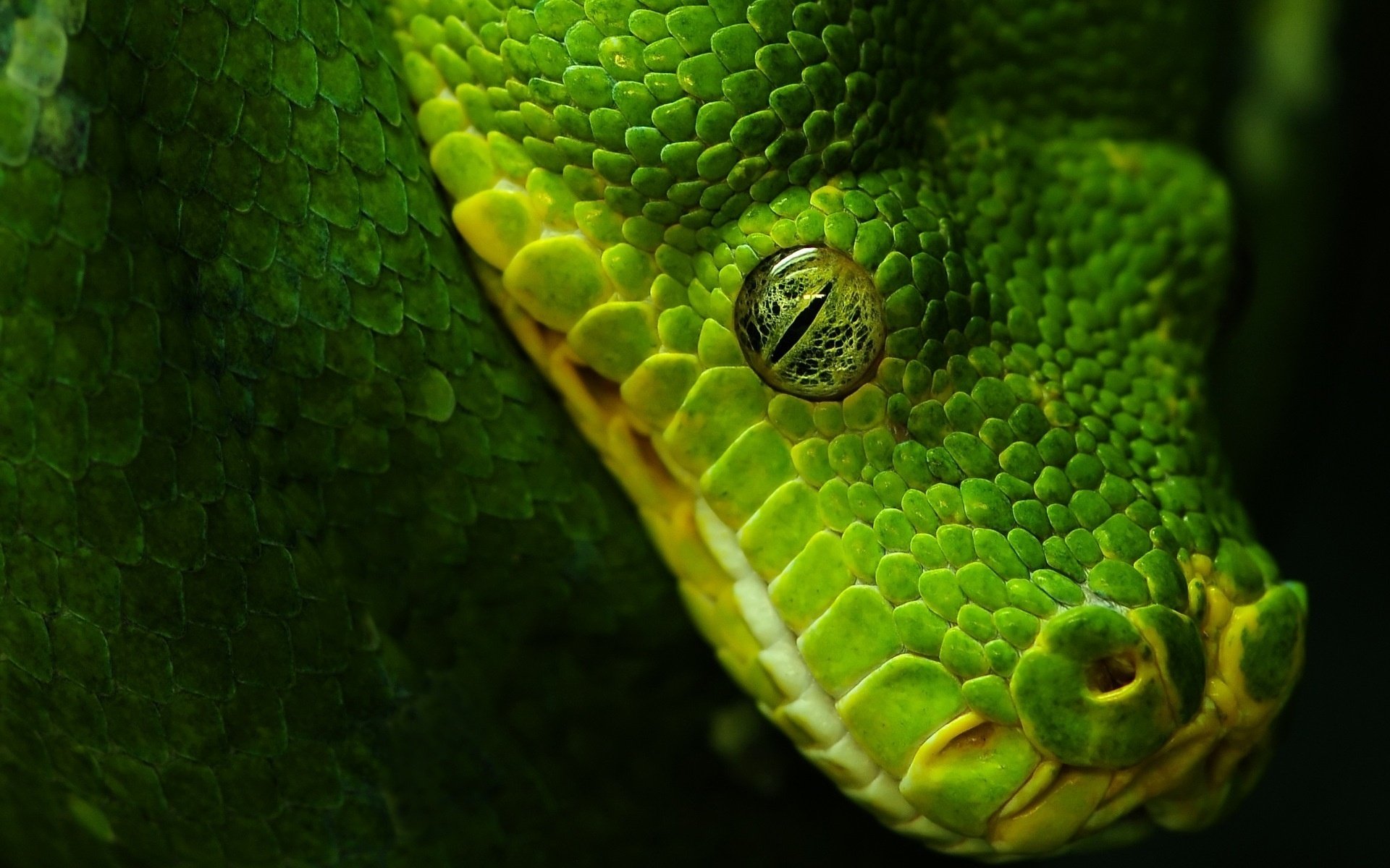 serpiente verde ojos plasma vista macro