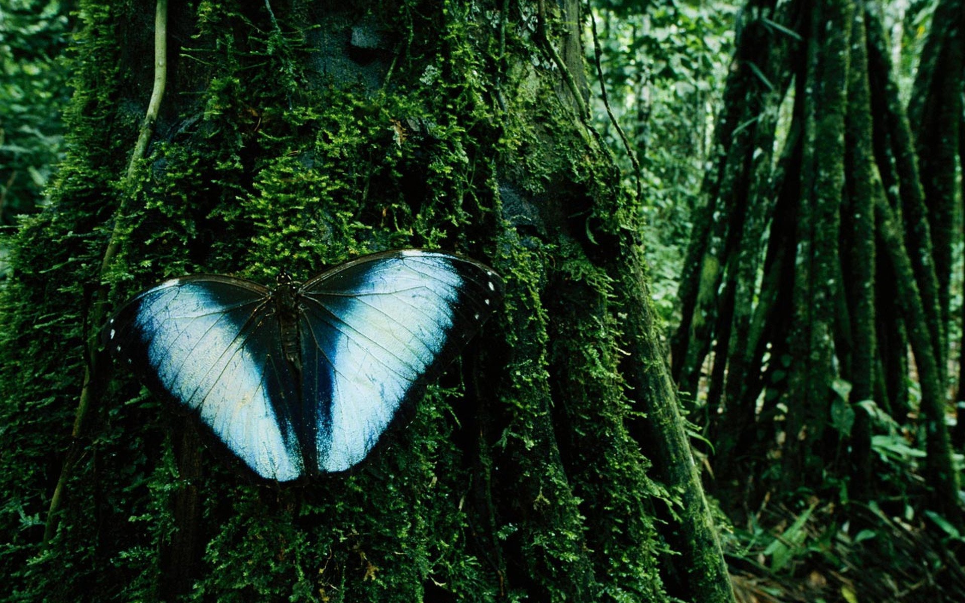 green branches forest butterfly blue wings insect