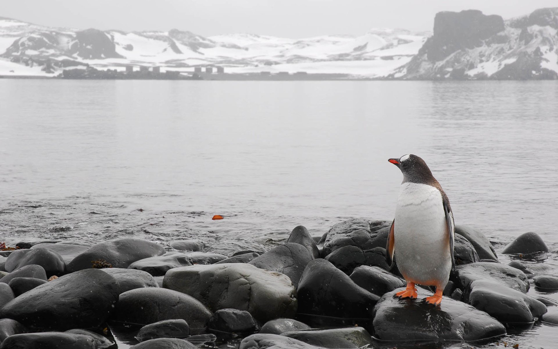 schnee auf dem berg schwarze steine farbige pfoten küste am meer steine pinguin nase flügel augen berge ansicht kälte wasser blatt winter