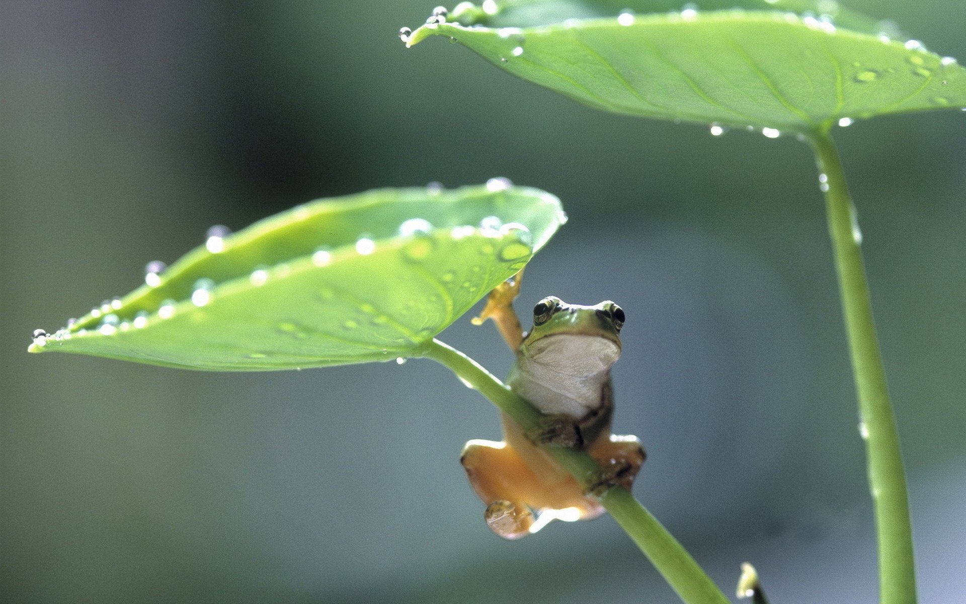 clever frog stalks green leaves droplets of water amphibians macro look