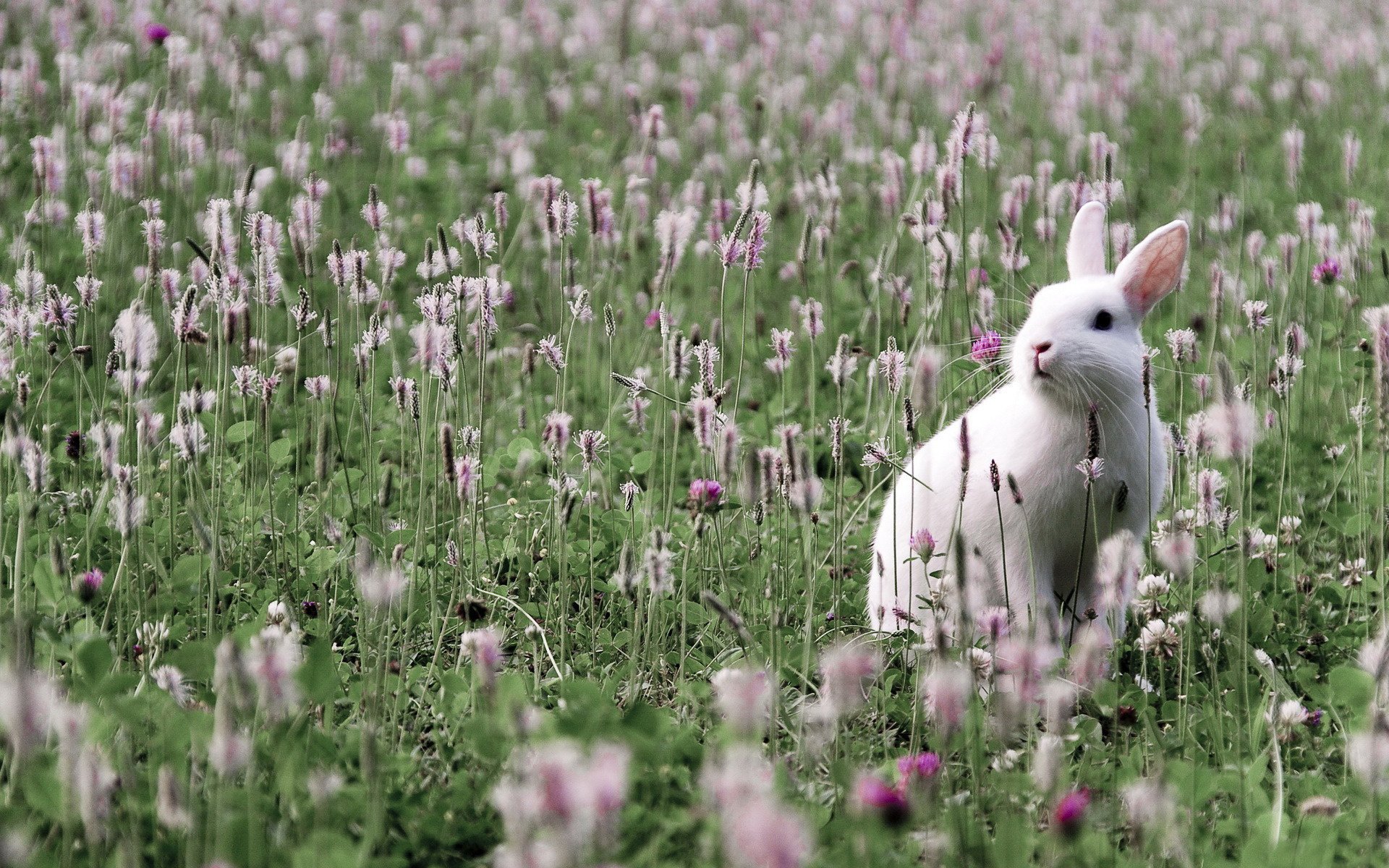 lapin blanc oreilles blanches champ herbe terre vue