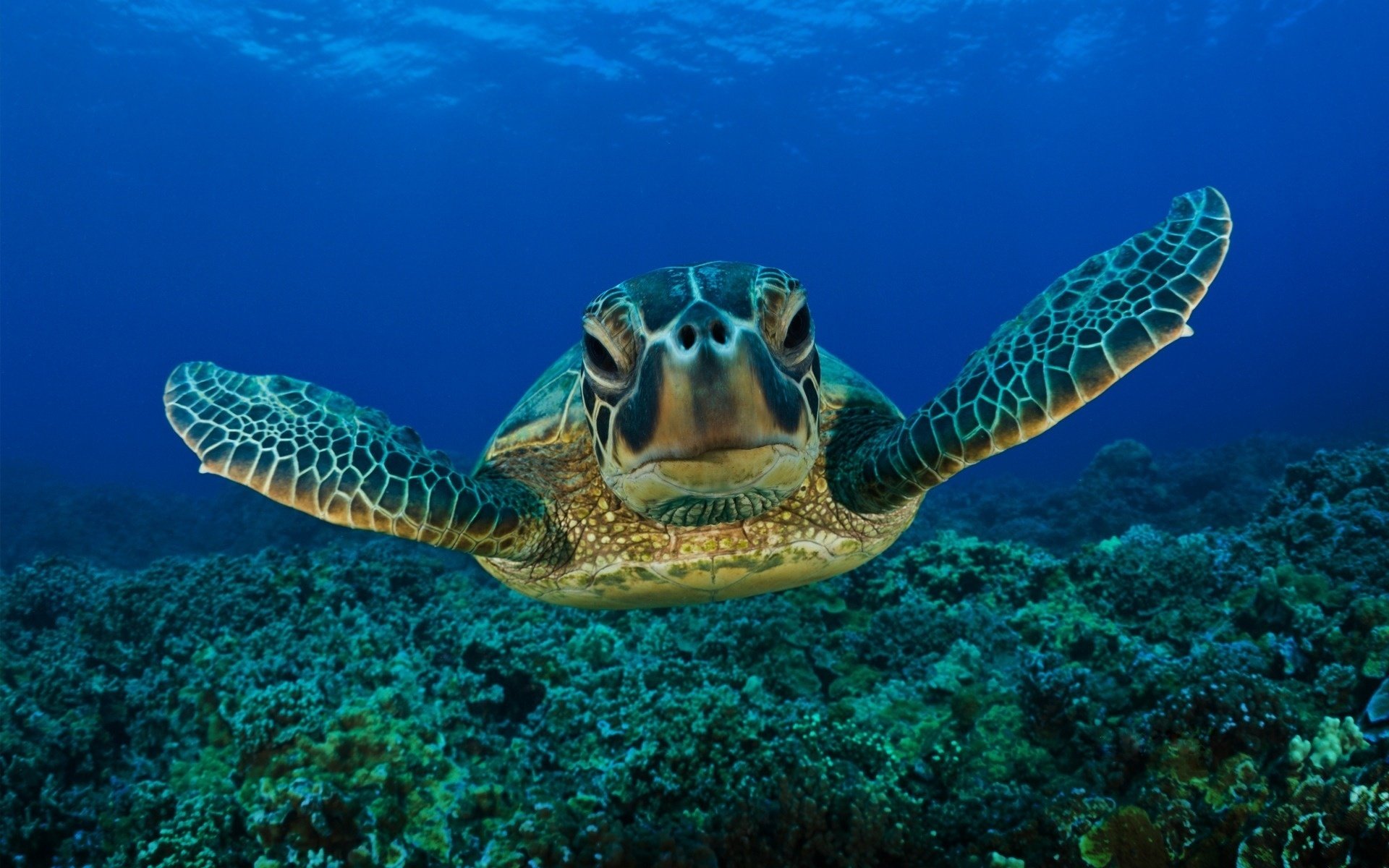 faccia di tartaruga fondale marino azzurro carapace anfibi mondo sottomarino