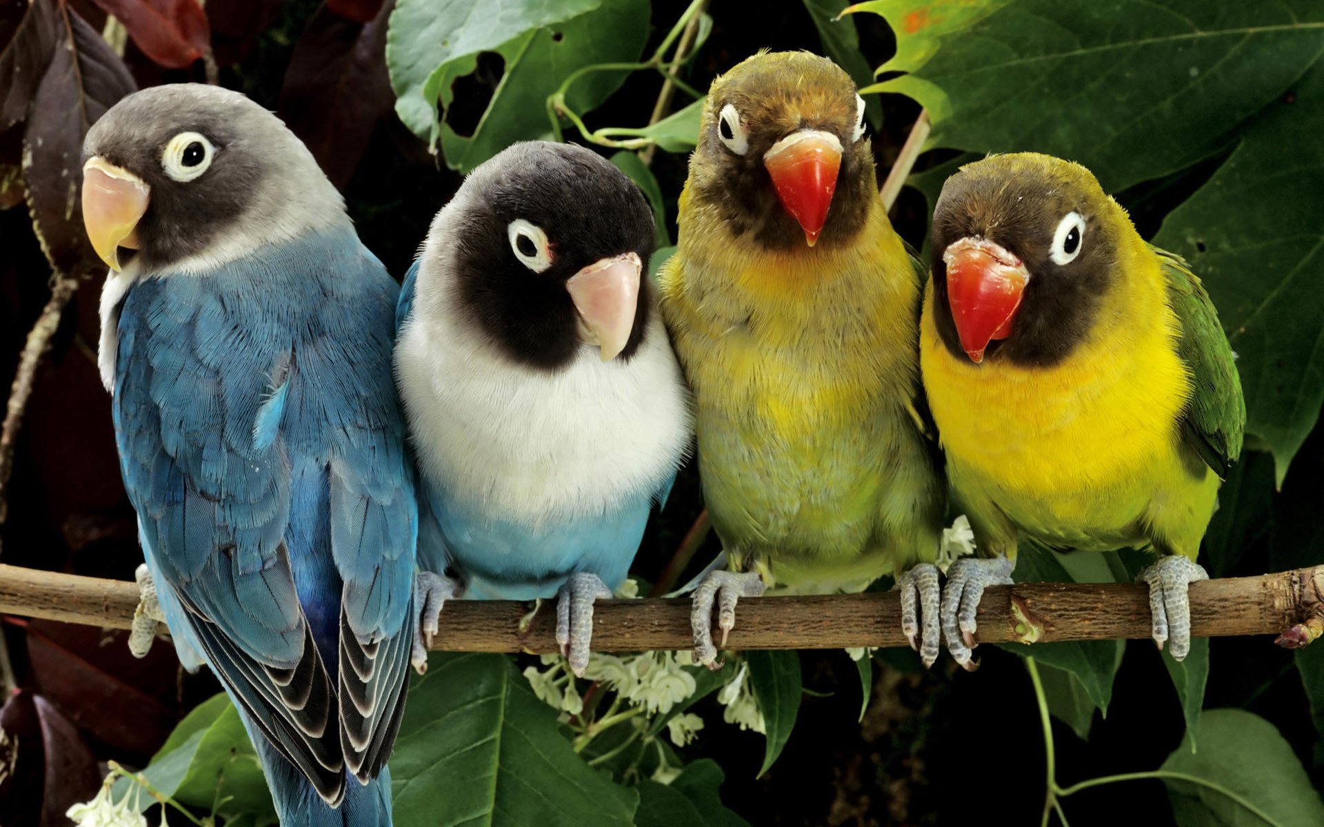 colores surtidos loros en una rama palomas enmascaradas cuties pájaros rama hojas plumas palomas emplumadas