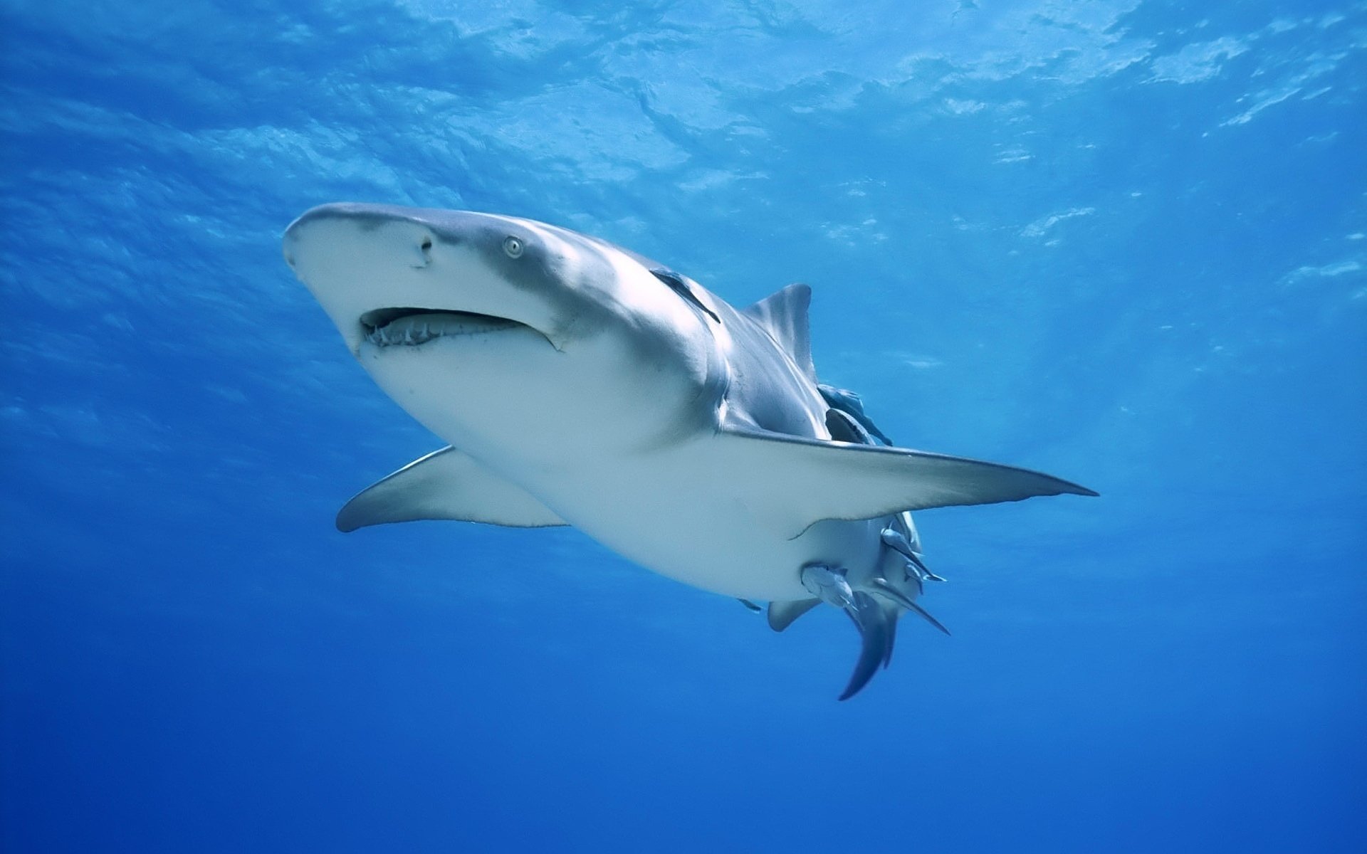 requin étendues d eau prédateur prédateurs sauvagine monde sous-marin