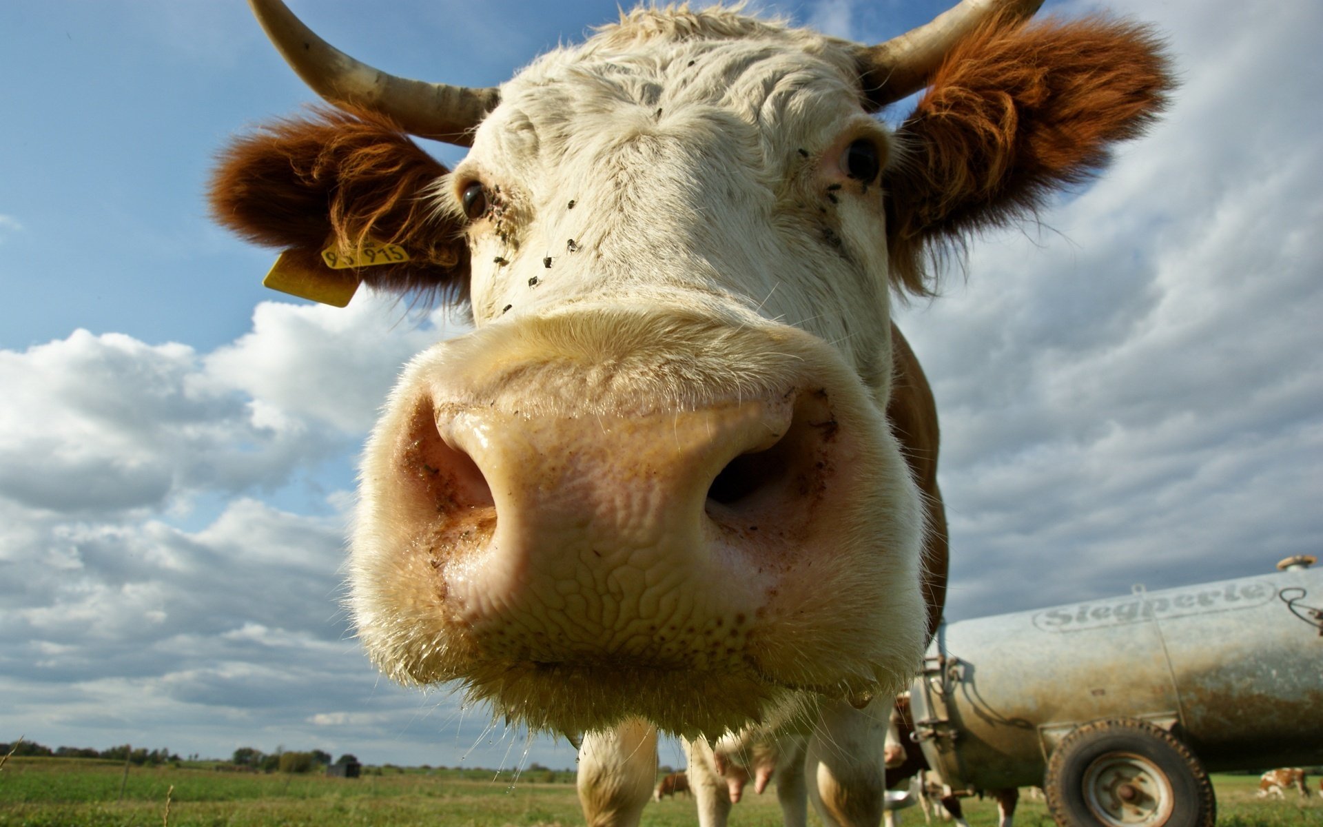 big size cow spout horns ears ungulates look