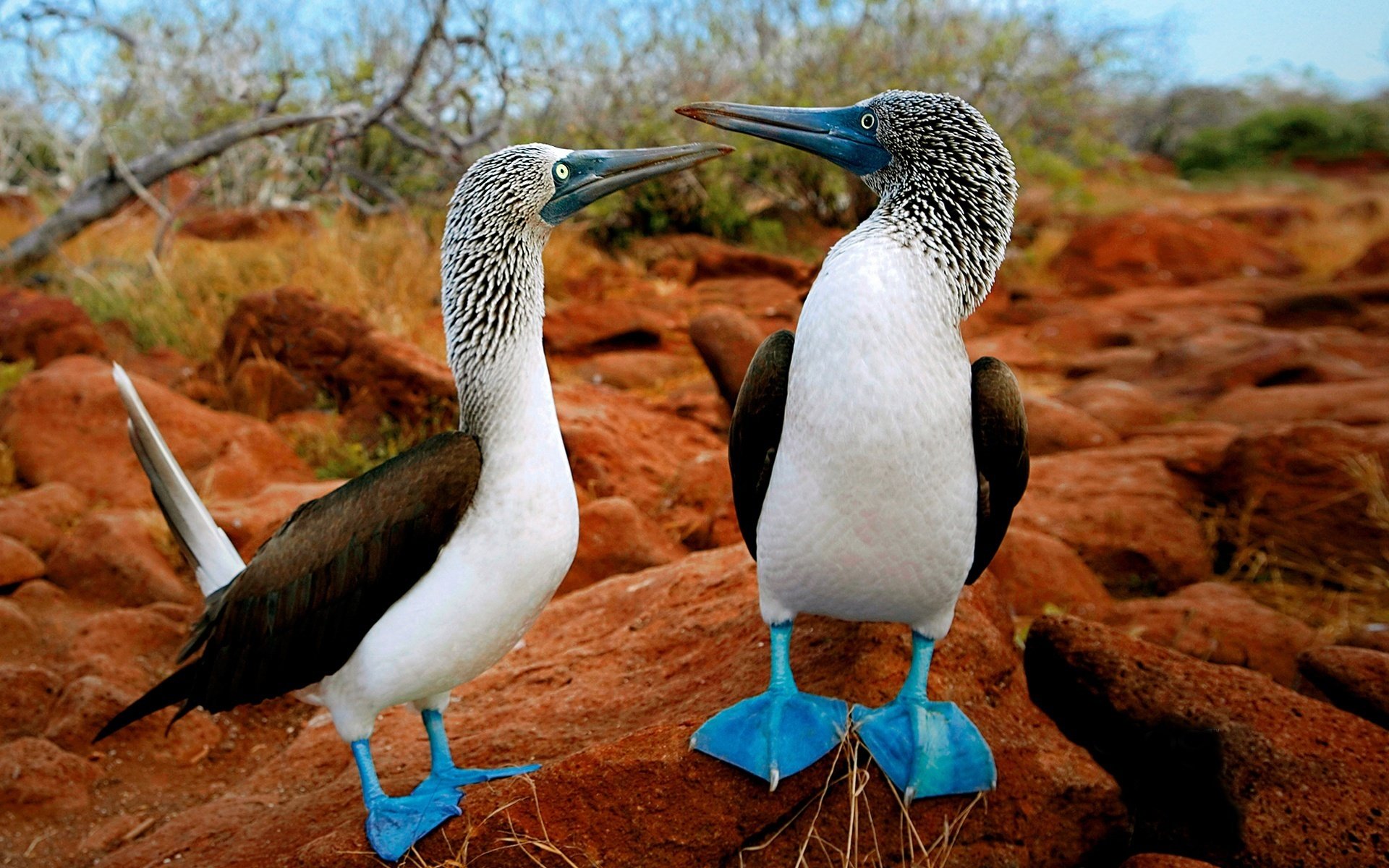 patas azules especies raras aves emociones vida silvestre piedras aves gansos naturaleza bosque foto plumas