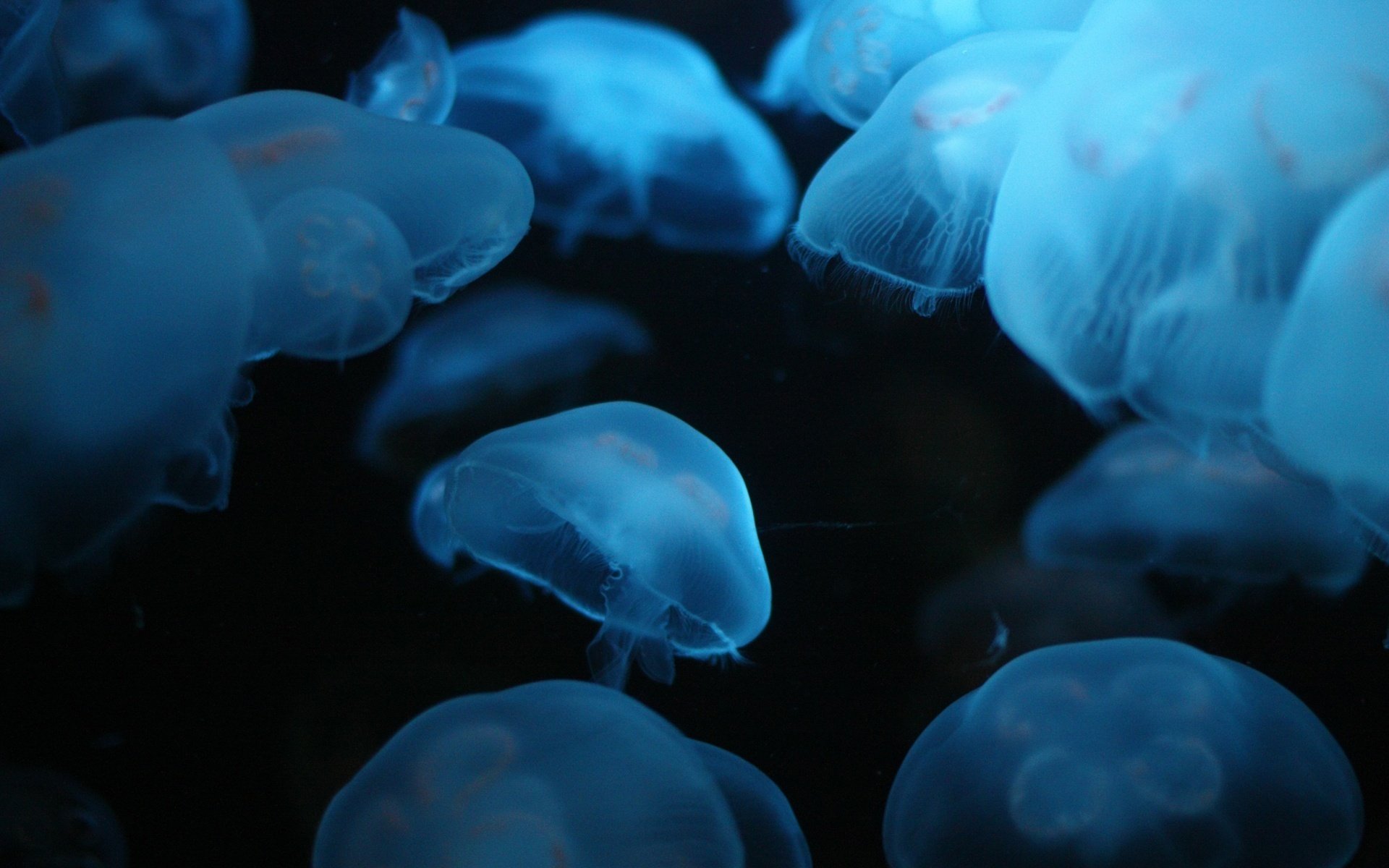 lumière bleue méduses vrilles troupeau sauvagine monde sous-marin