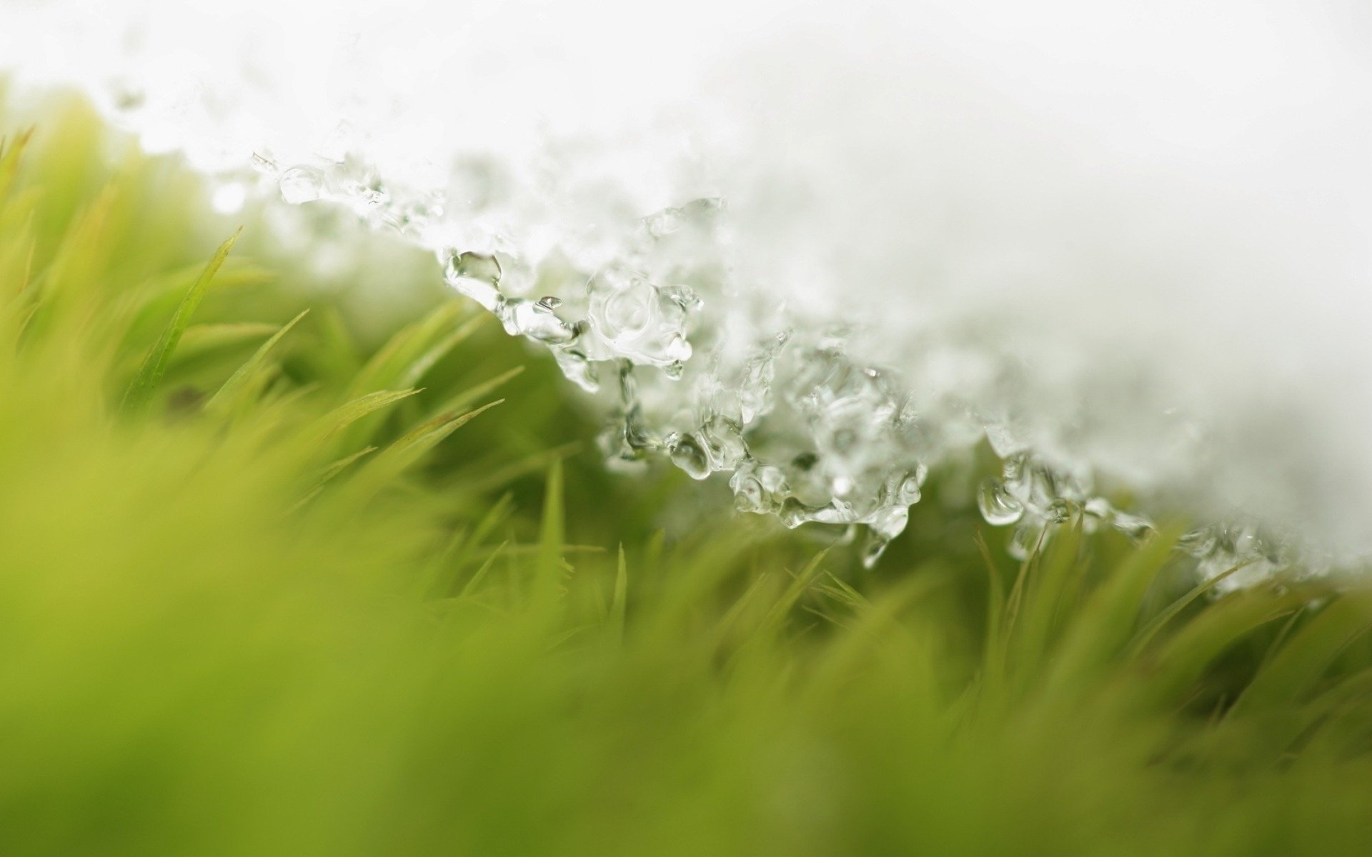 herbe neige gouttes printemps