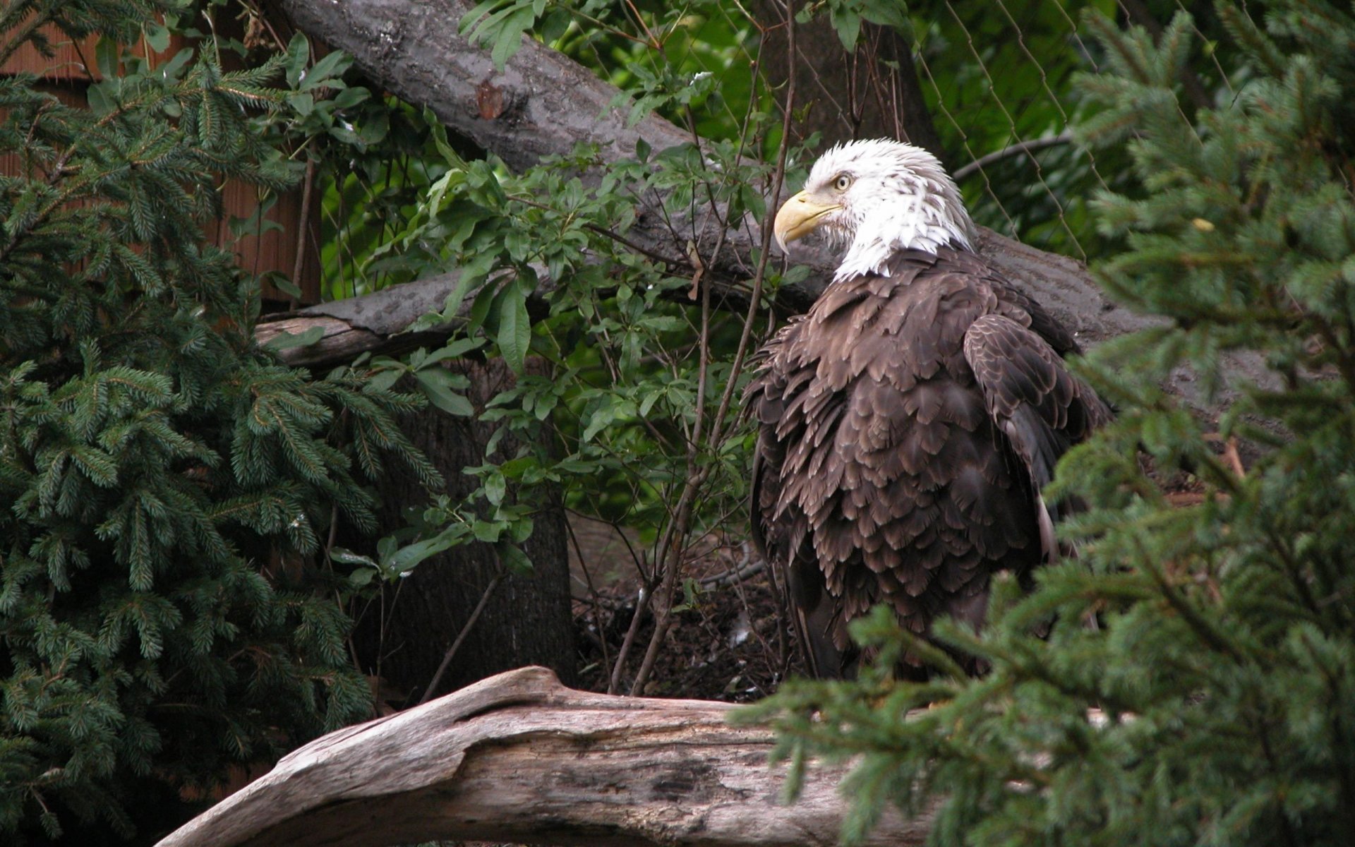 eagle wildlife leaves birds branches view christmas tree bird