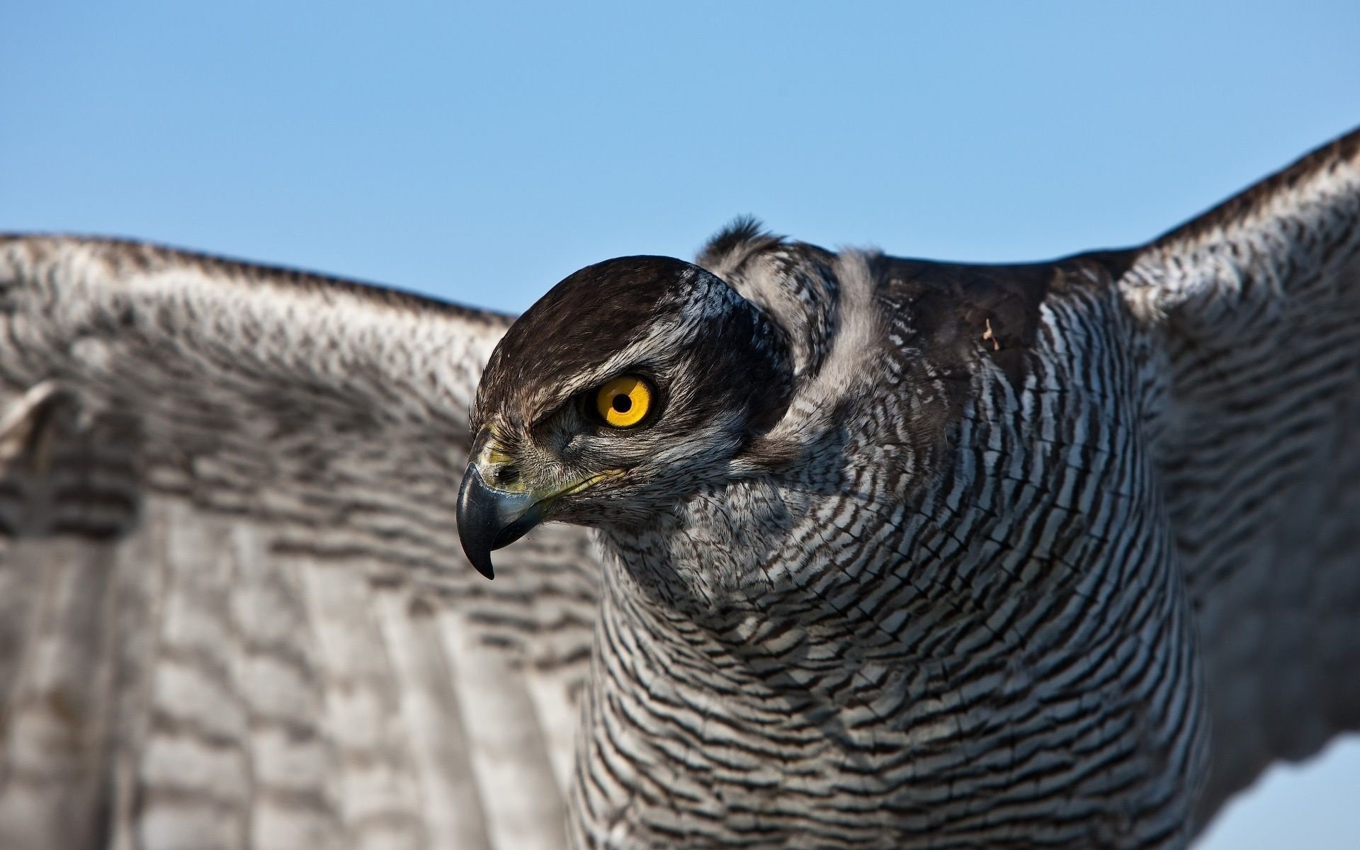 orangefarbene augen vogel falke graue federn aussehen gefiedert