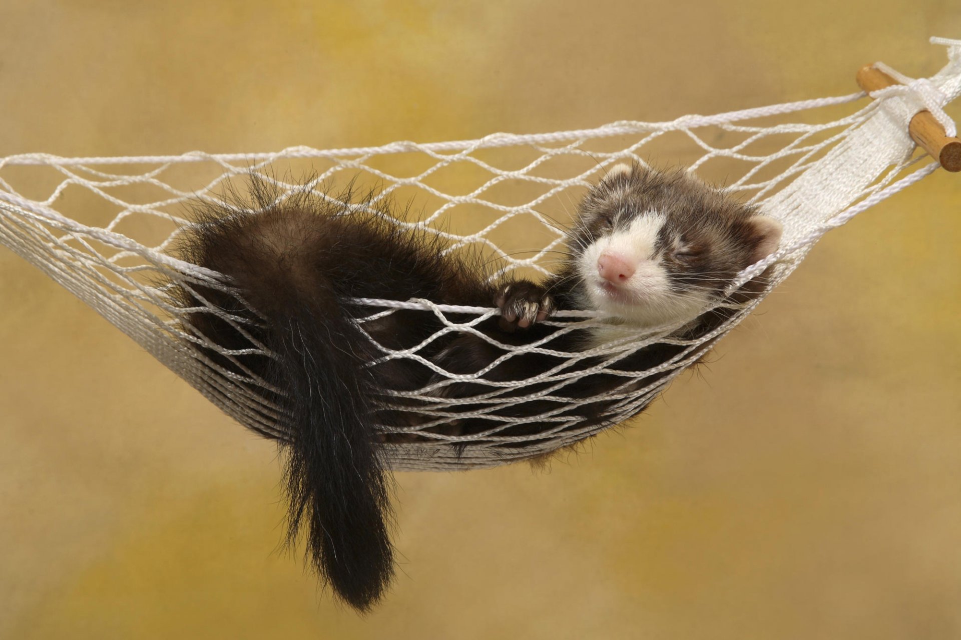 polecat ferret hammock sleeping