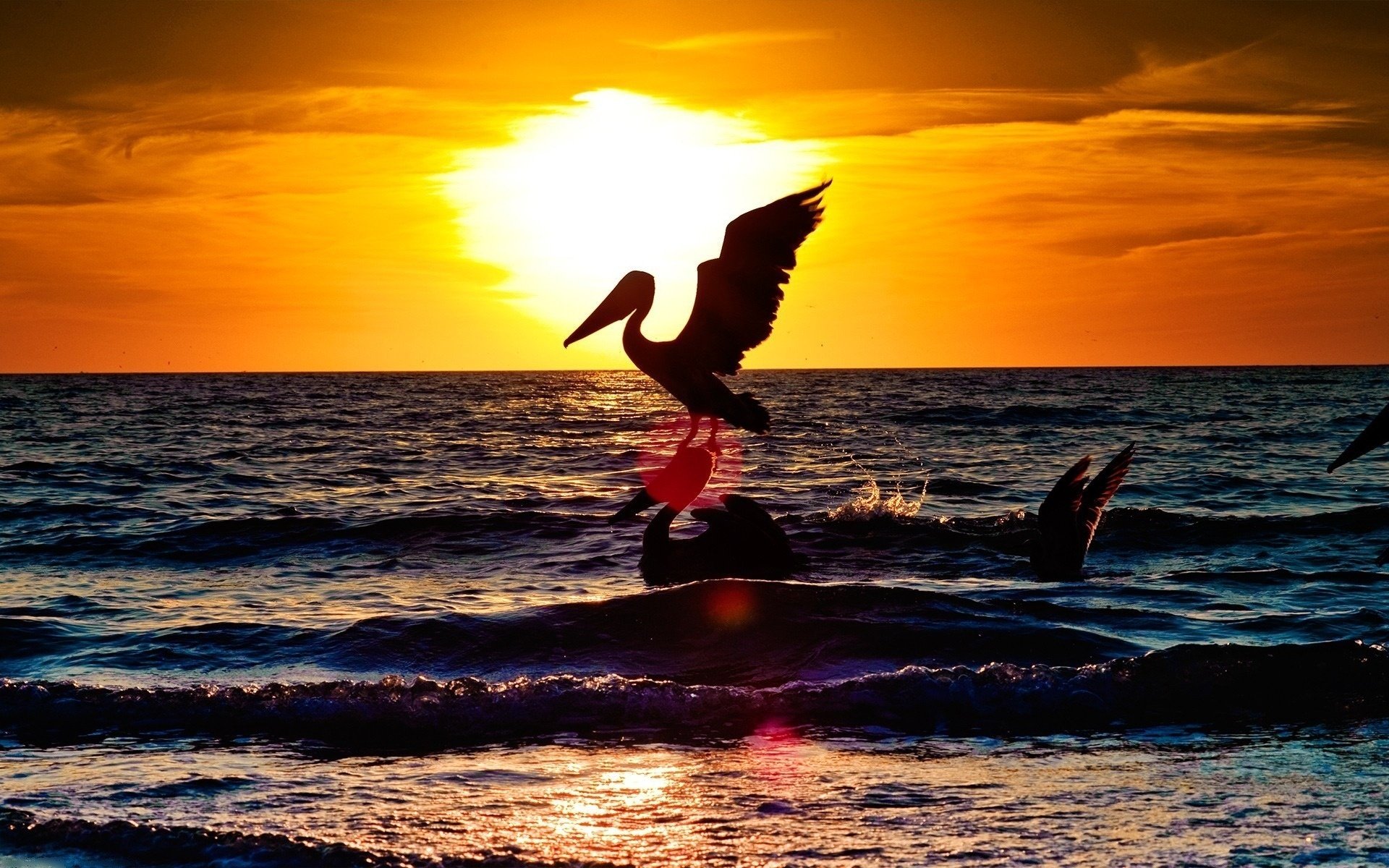 cigüeñas puesta de sol océano aves arena alas plumas pelecano