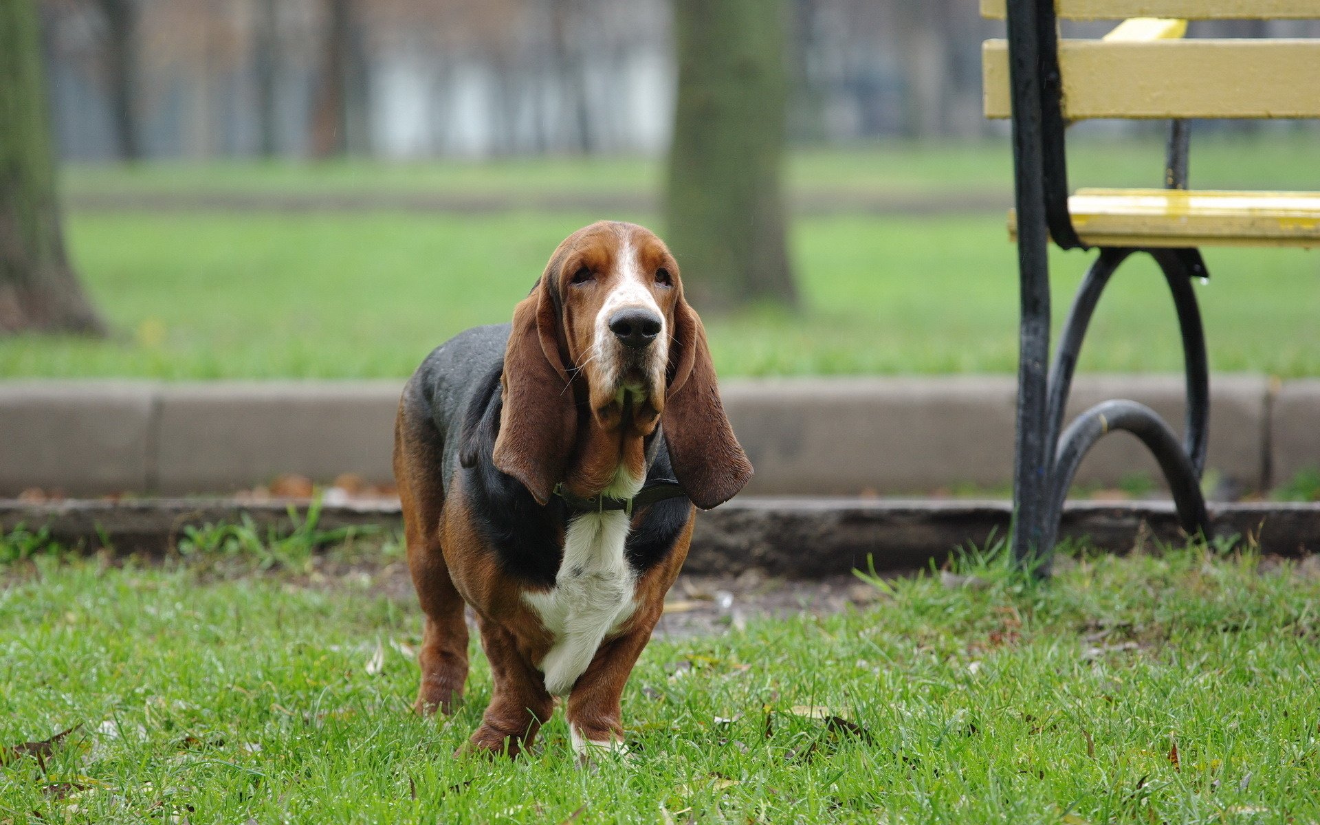 chien herbe promenade basset