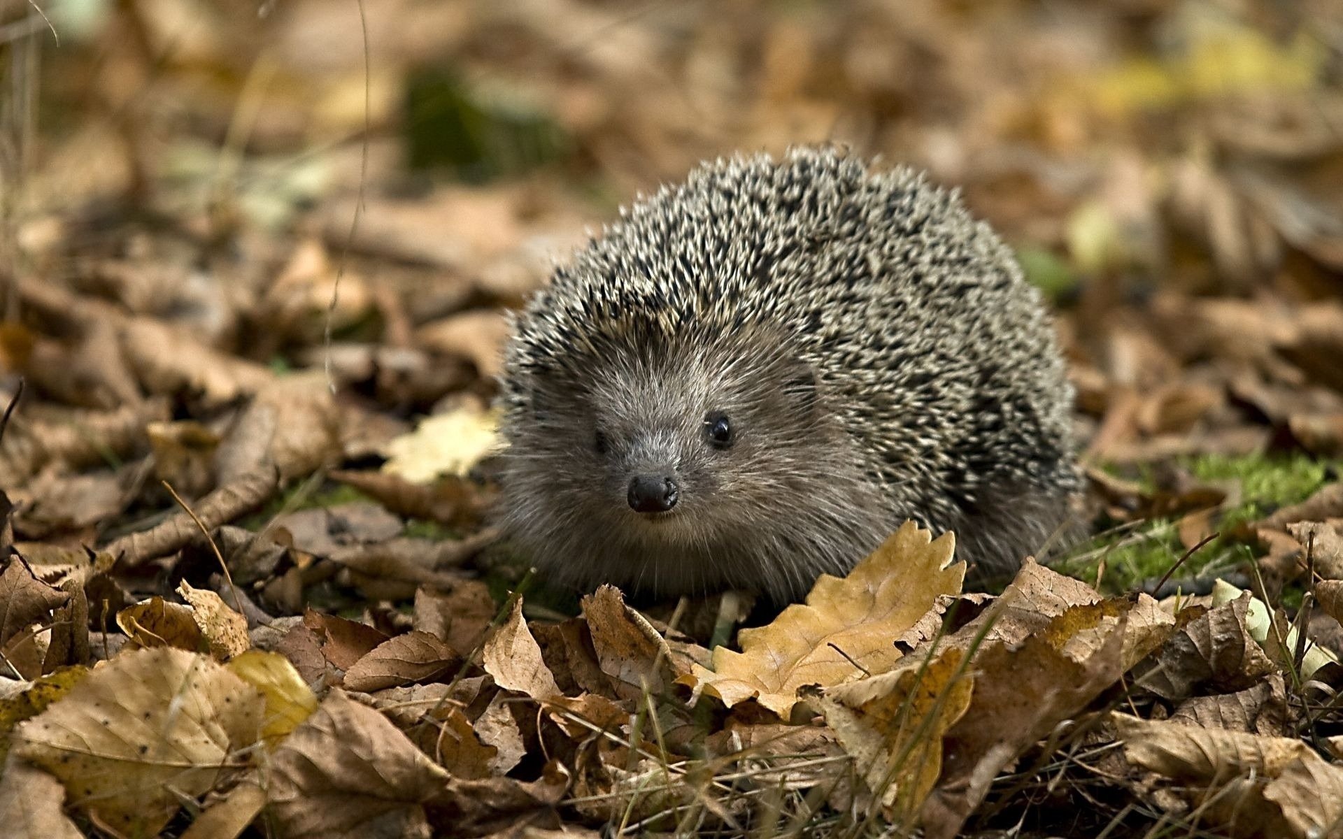 hedgehog grey coat foliage forest looks earth autumn branches look