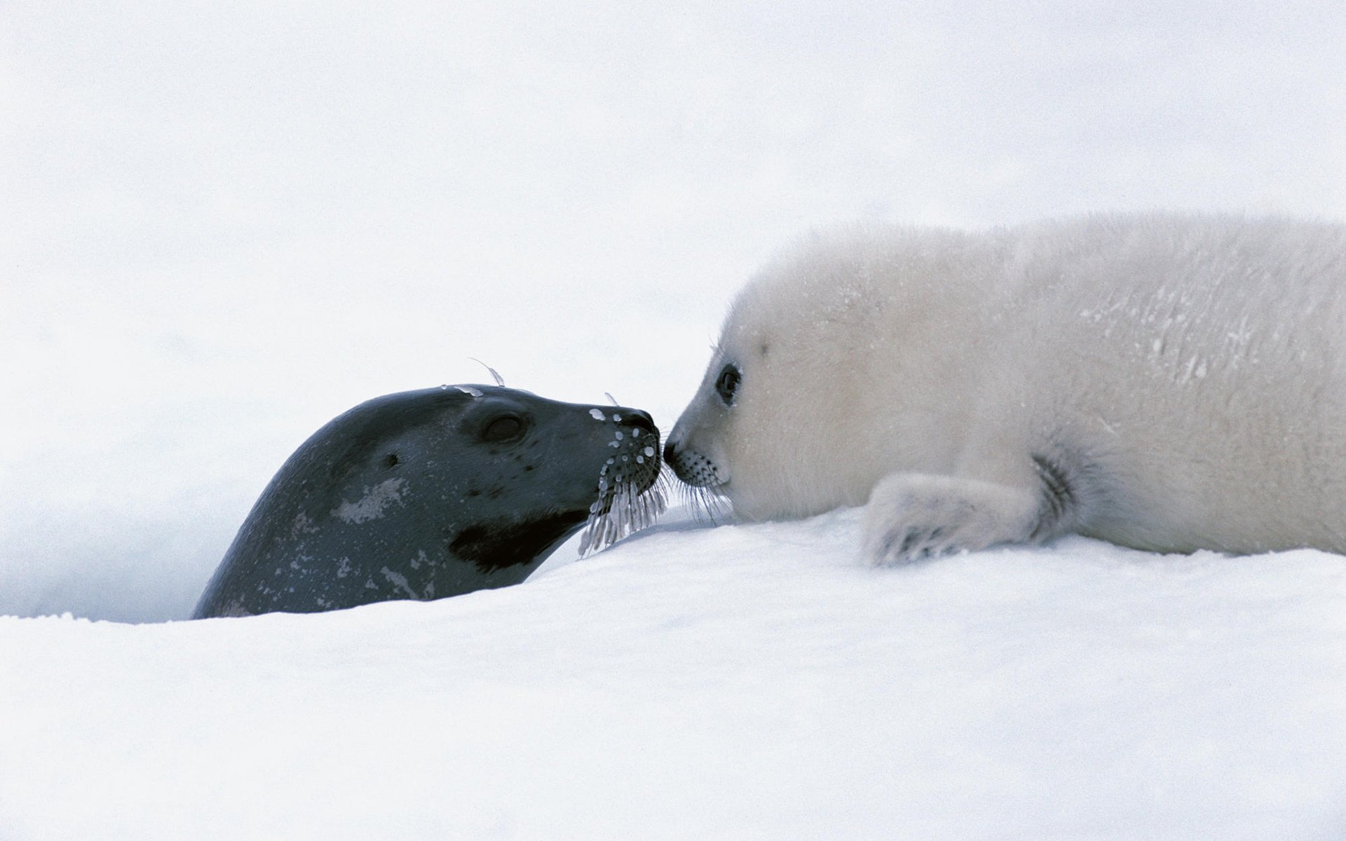 white and black marine inhabitants seal