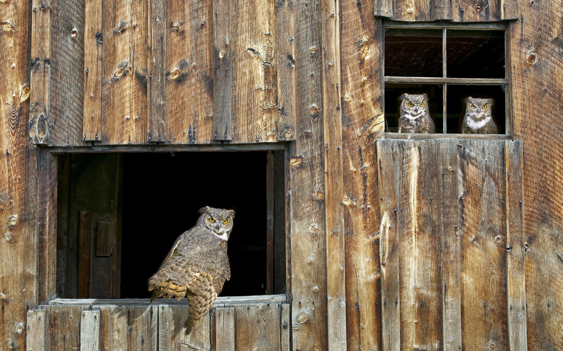 holzgebäude eulen fenster vögel blick scheune baum wald gefiedert