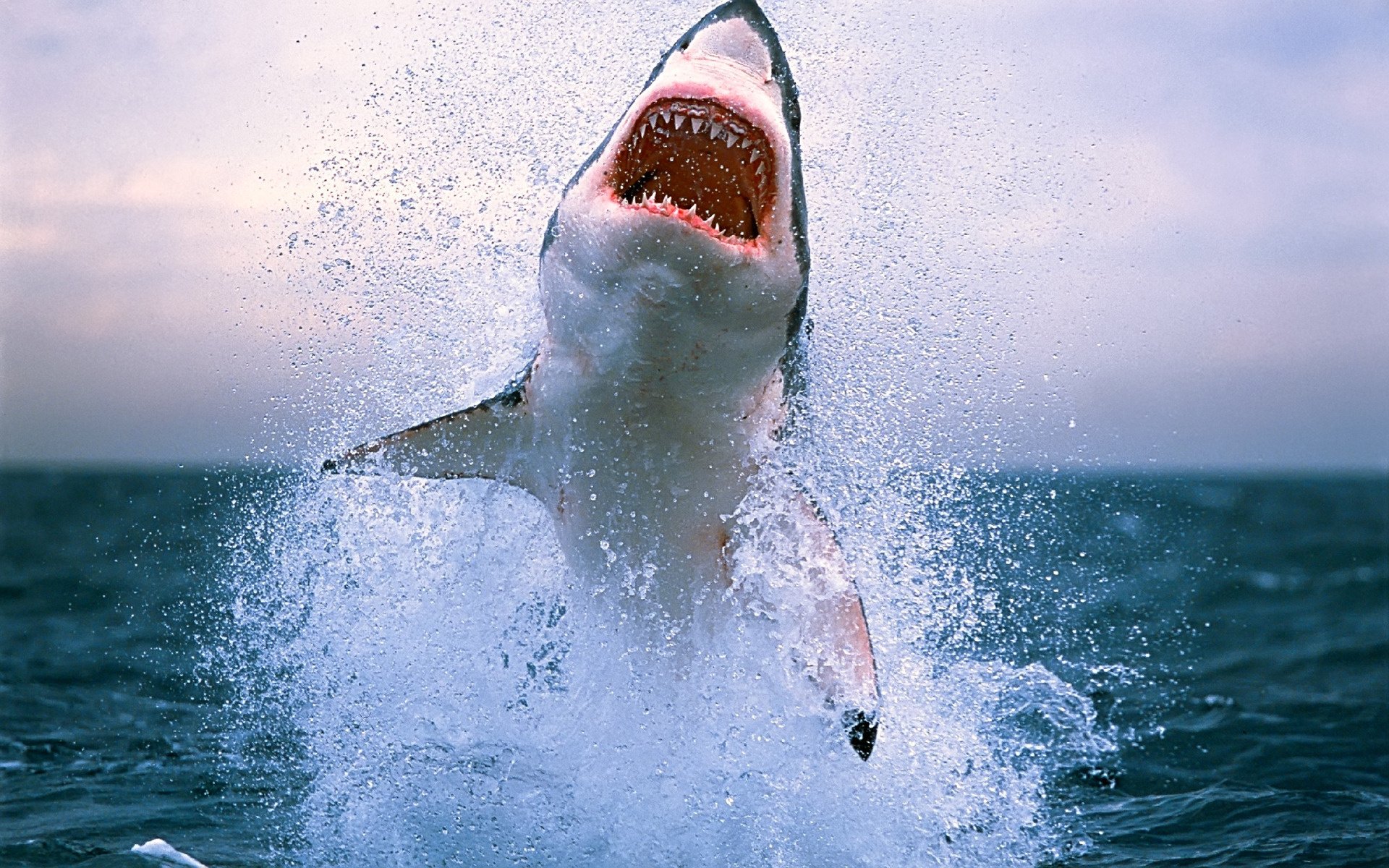 rangées de dents requin éclaboussures saut océan prédateurs sauvagine bouche dents eau monde sous-marin