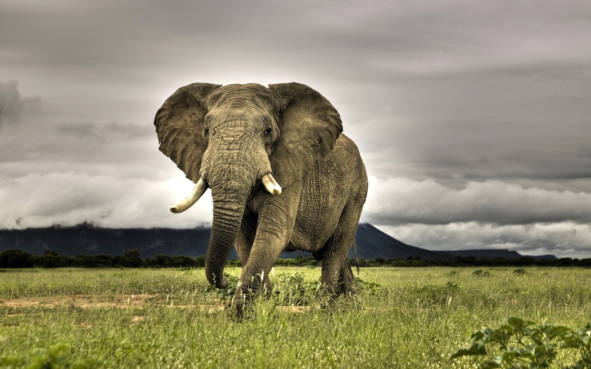 fauna selvatica elefante montagne enorme bestia animali