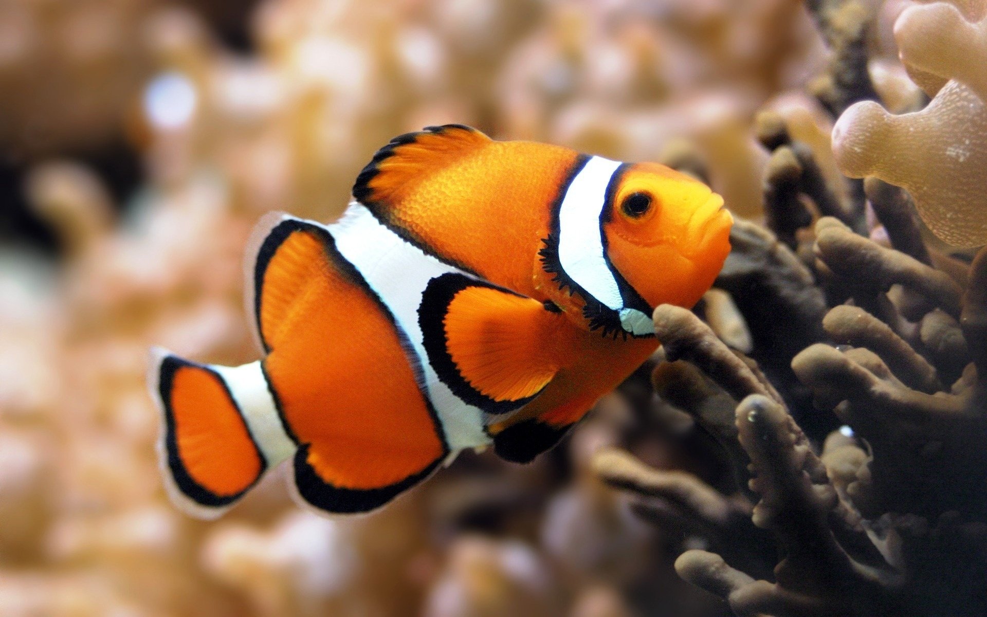 barriera corallina colore arancione pesce uccelli acquatici mondo sottomarino