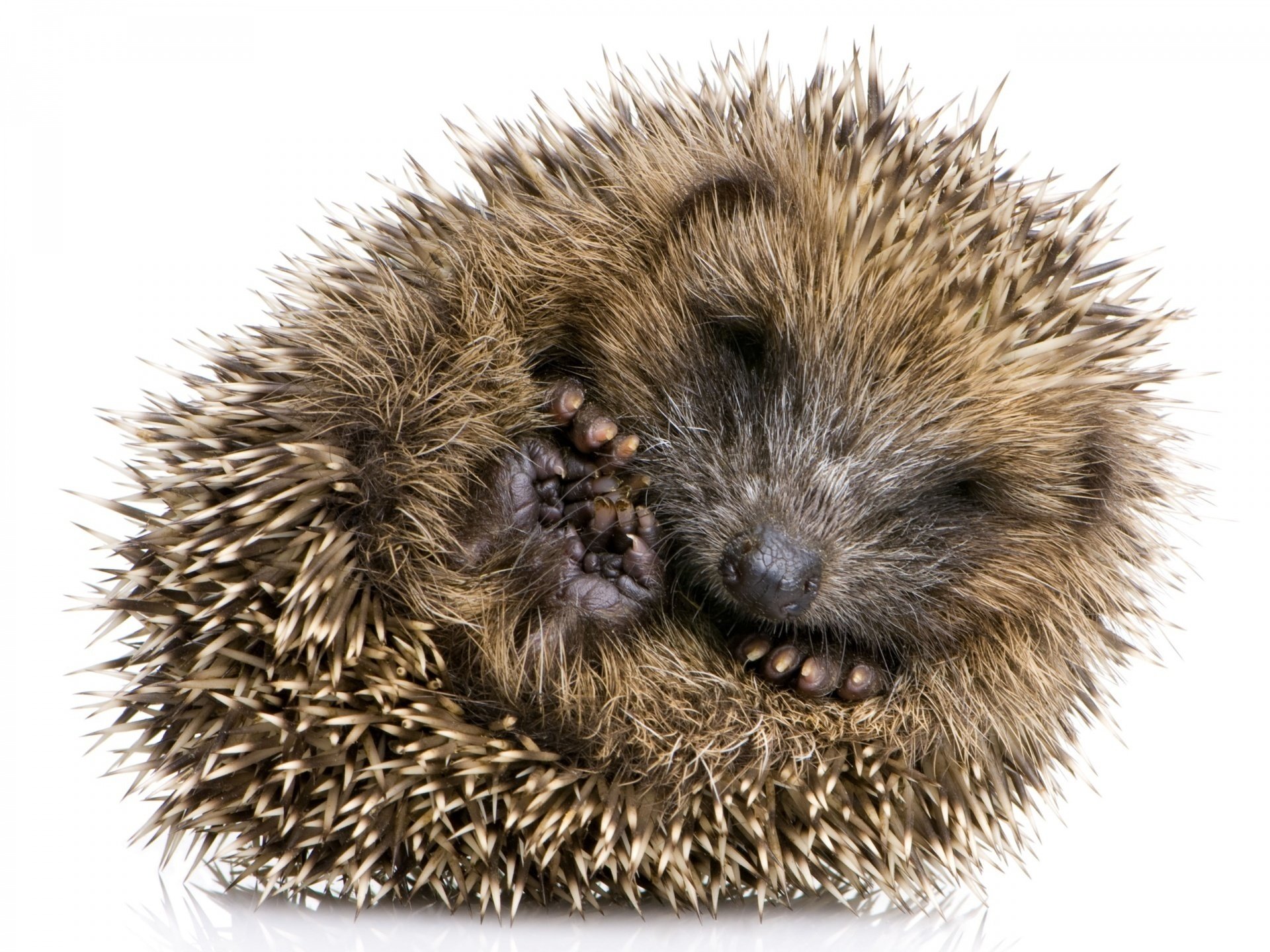 verdreht kleine pfoten igel stacheln grau schlaf