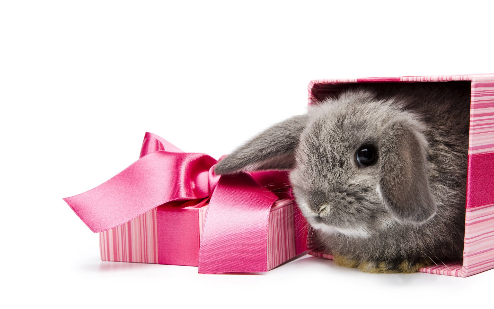 pink box rabbit grey coat holiday grey rabbit gift eyes ears look