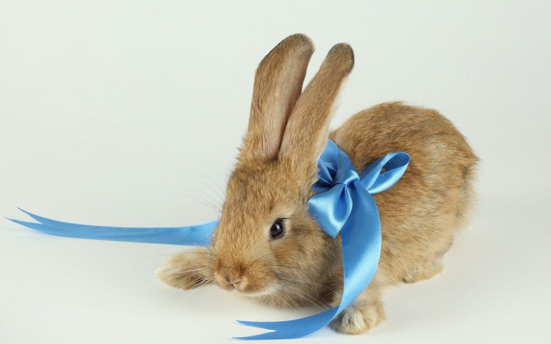 brown wool blue ribbon background rabbit