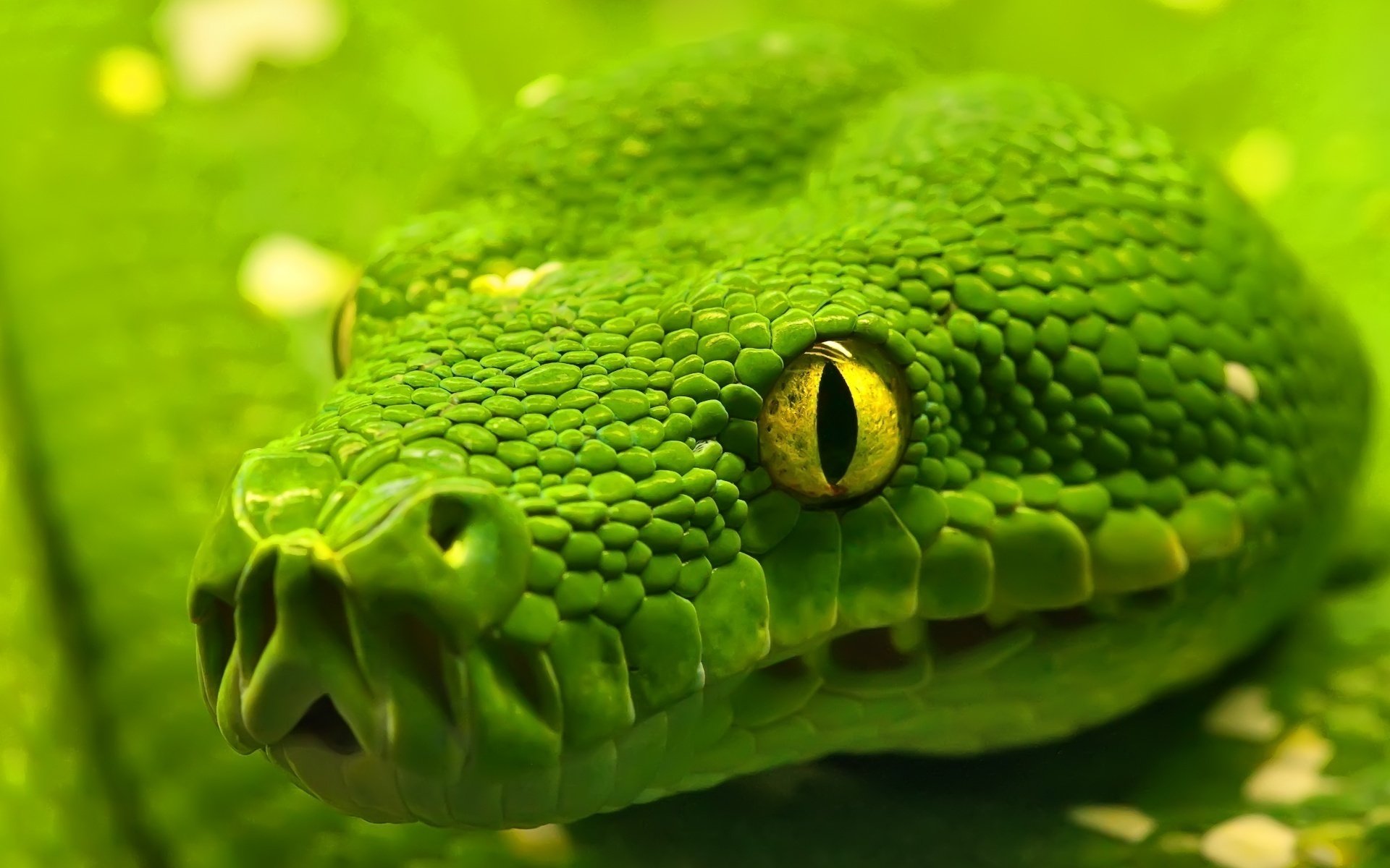 yeux verts peau serpent plasun plasun photo de près yeux peur regard gros plan boa