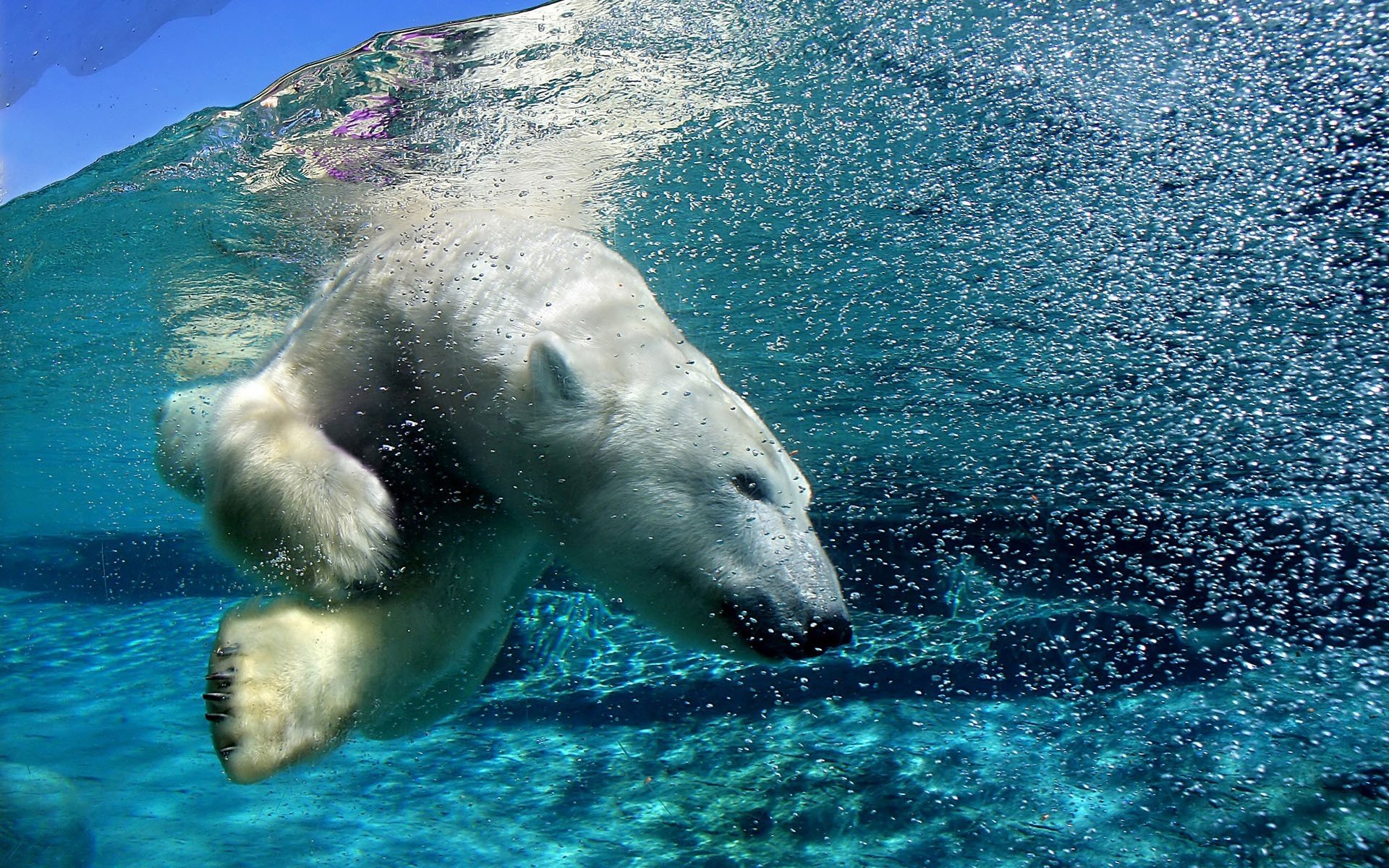 orso polare sott acqua bulbi predatori orsi