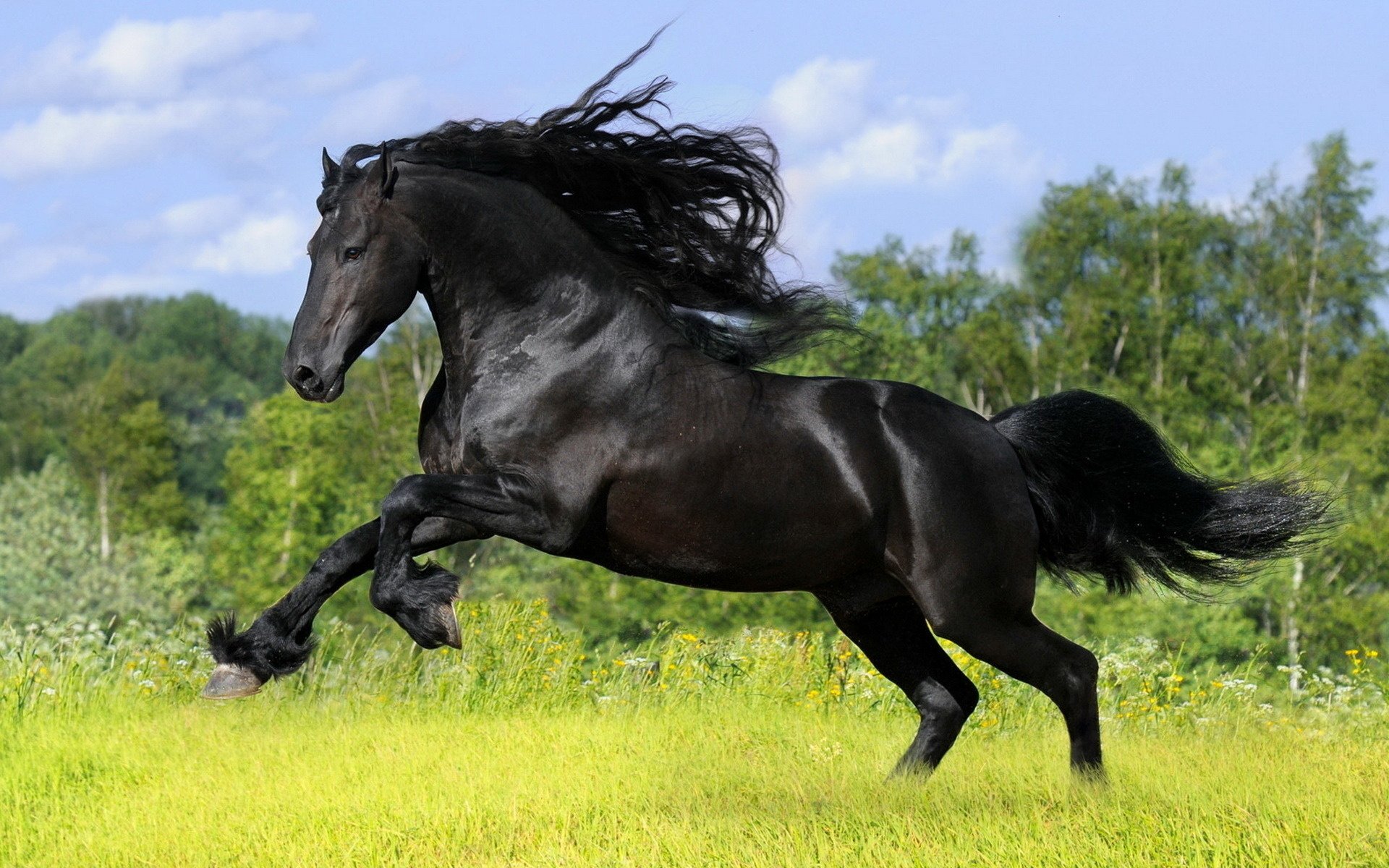 mig cavallo cavallo nero stallone erba ungulati forza velocità terra erba radura criniera cielo nuvole foresta alberi