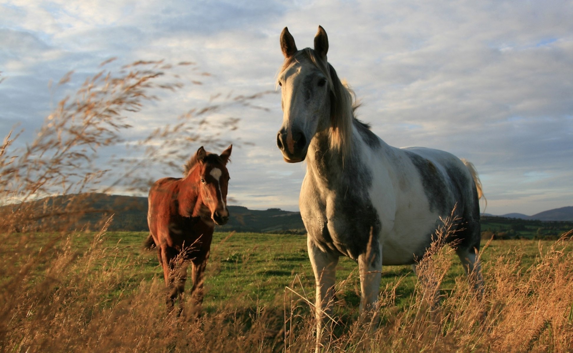 campo vida silvestre caballos colores ungulados tierra hierba foto montañas cielo nubes dos caballos