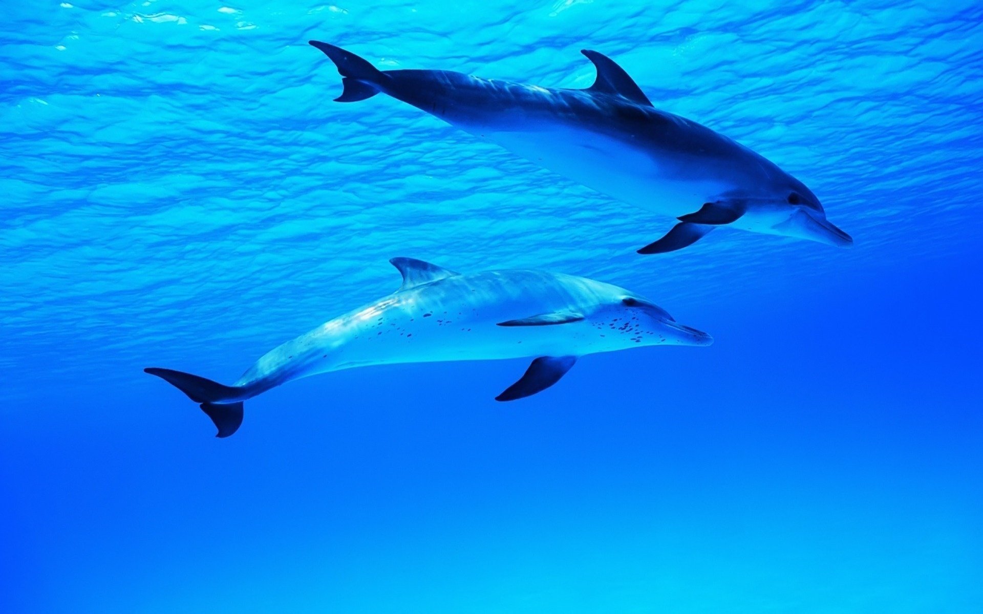 blue sea a pair of dolphins crumbs water beauty waterfowl underwater world