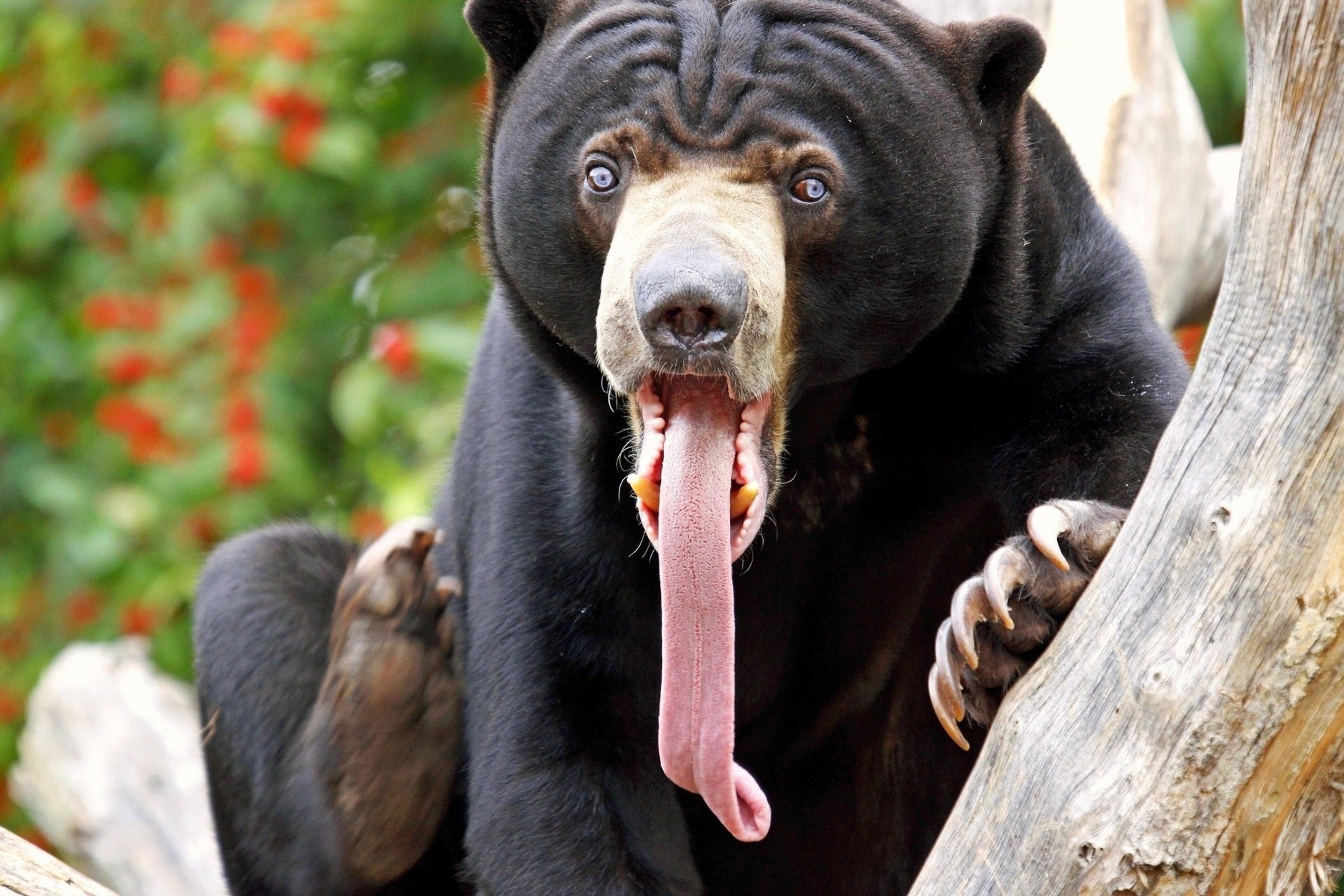 bear long tongue awesome face look bruin