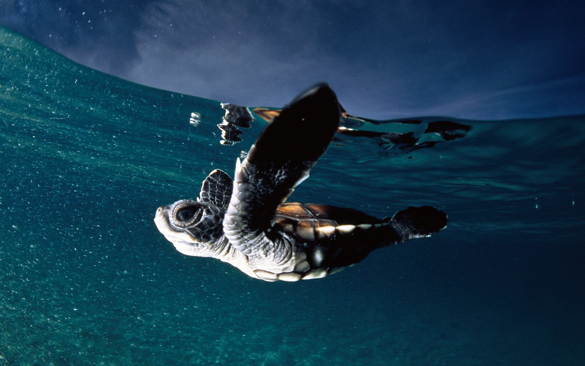 bajo el agua tortuga linda cara anfibios mundo submarino