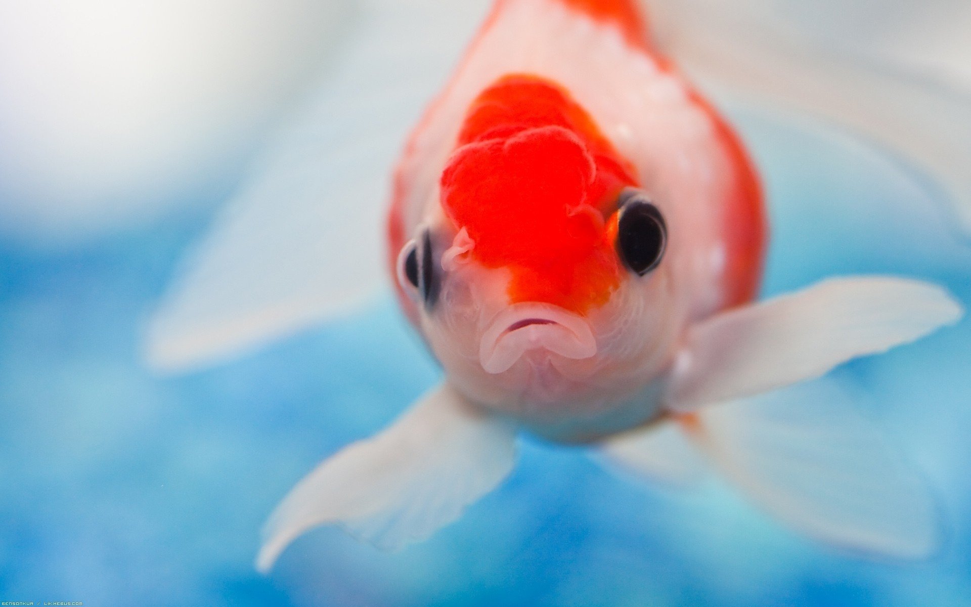 pesce occhi acqua colori uccelli acquatici vista mondo sottomarino