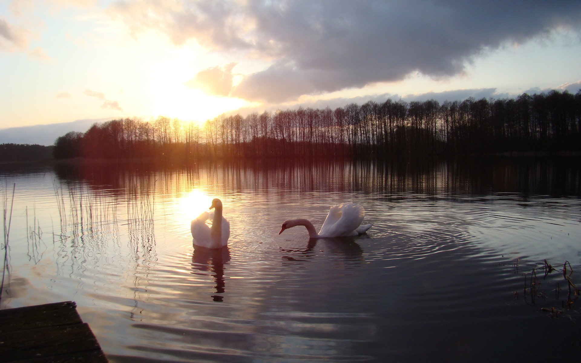 cygnes blancs lac coucher de soleil forêt oiseaux à plumes