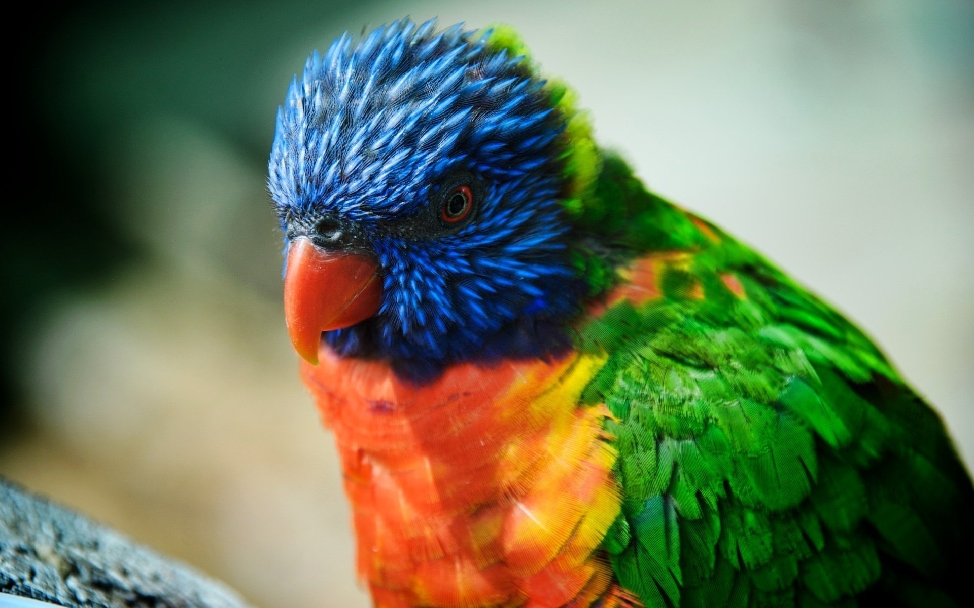 lorikeet needles parrot multicolored feathers birds eyes feathers nose gaze feathered