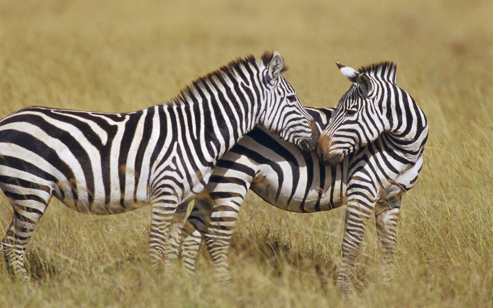 zebre bacio fauna selvatica animali ungulati