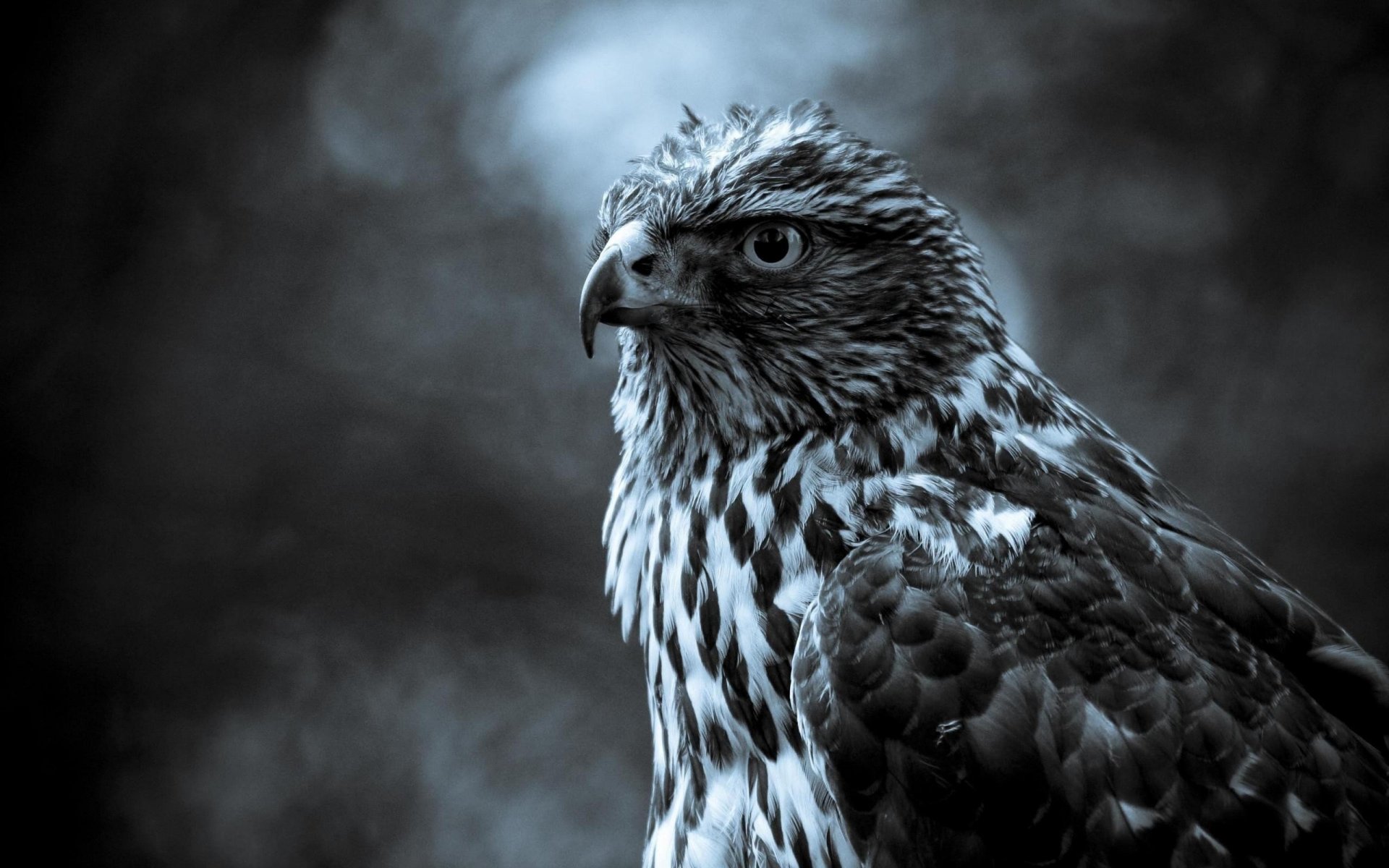 plumes grises bel homme faucon oiseau vue yeux à plumes