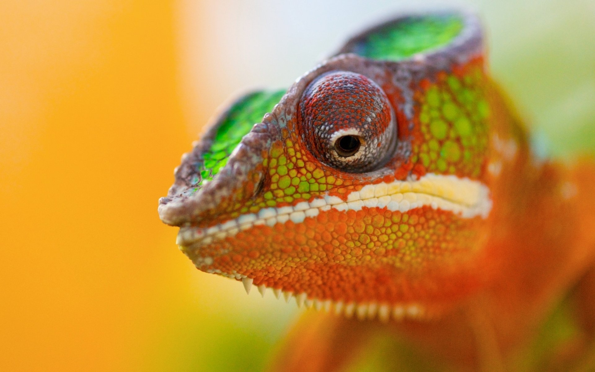 colored spots chameleon eyes background